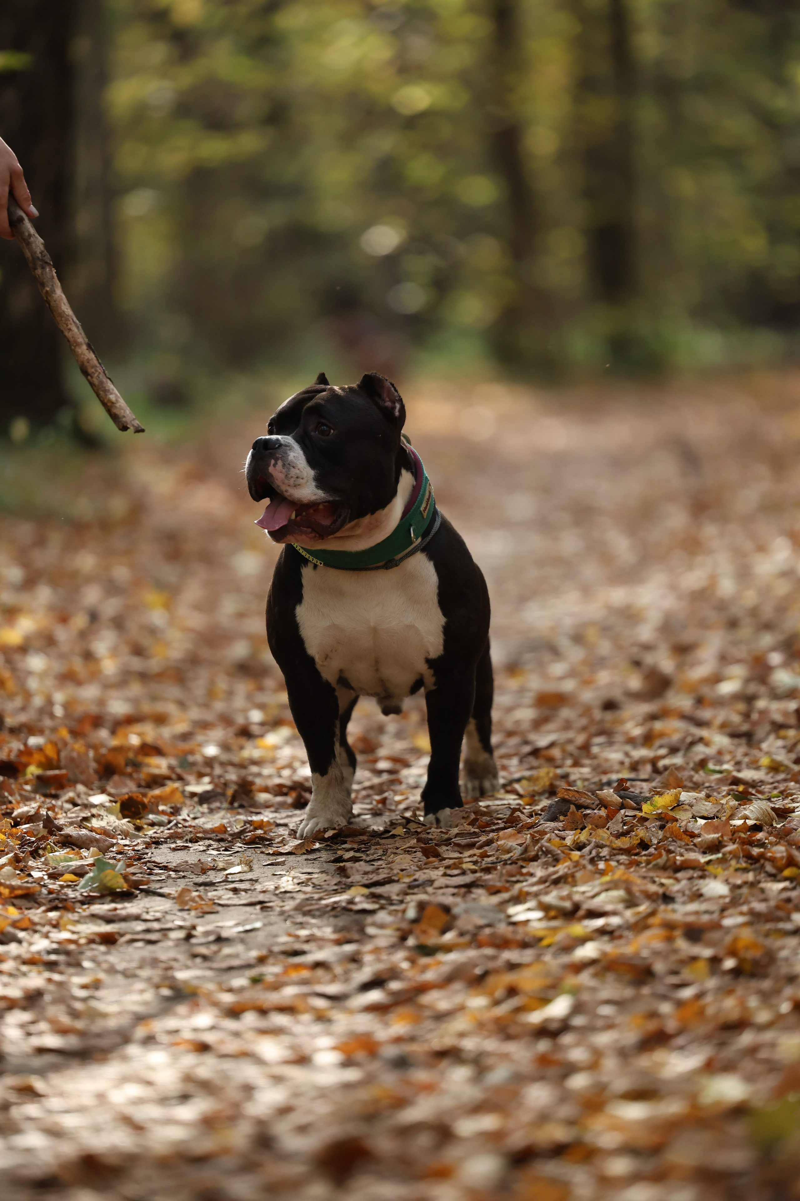 Бумер. Виктория Михайловская. Фотограф-анималист. Москва