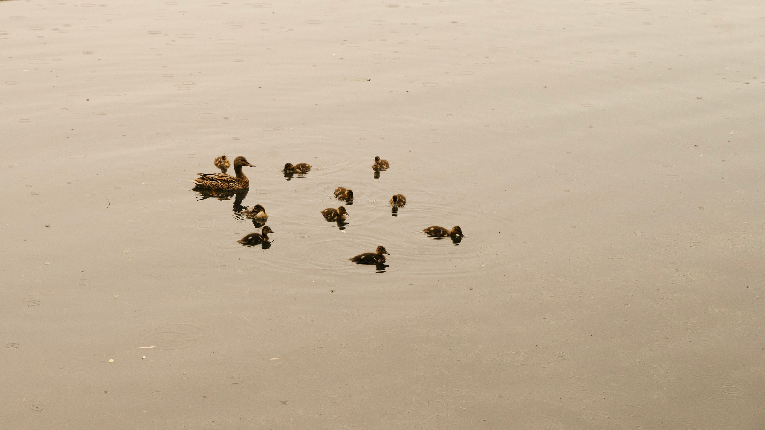 Акиро и Йоши. Фотограф- анималист Александра Матвеева