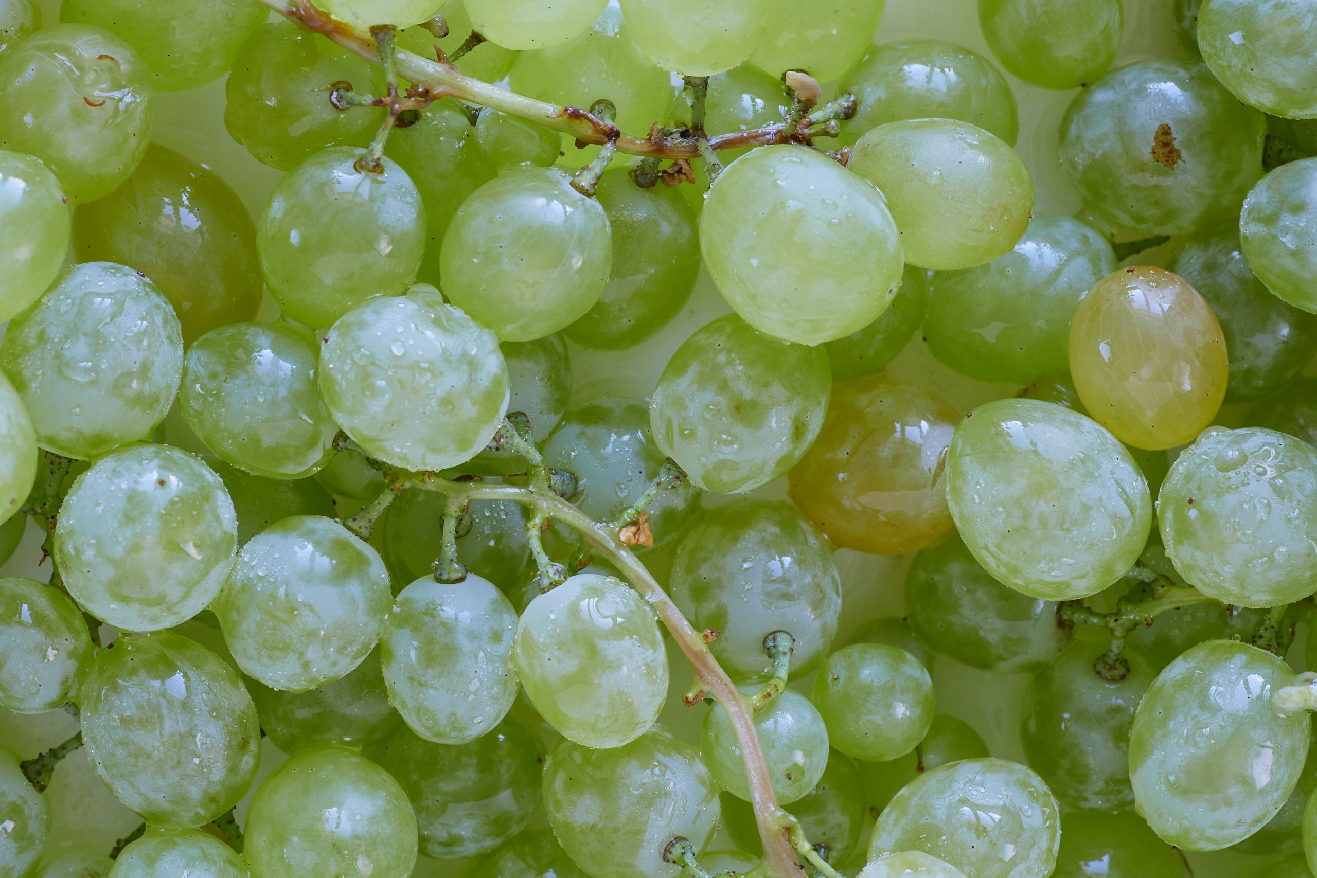 Фуд фотография. Предметный и контентный фотограф в Москве Курочкина Оксана