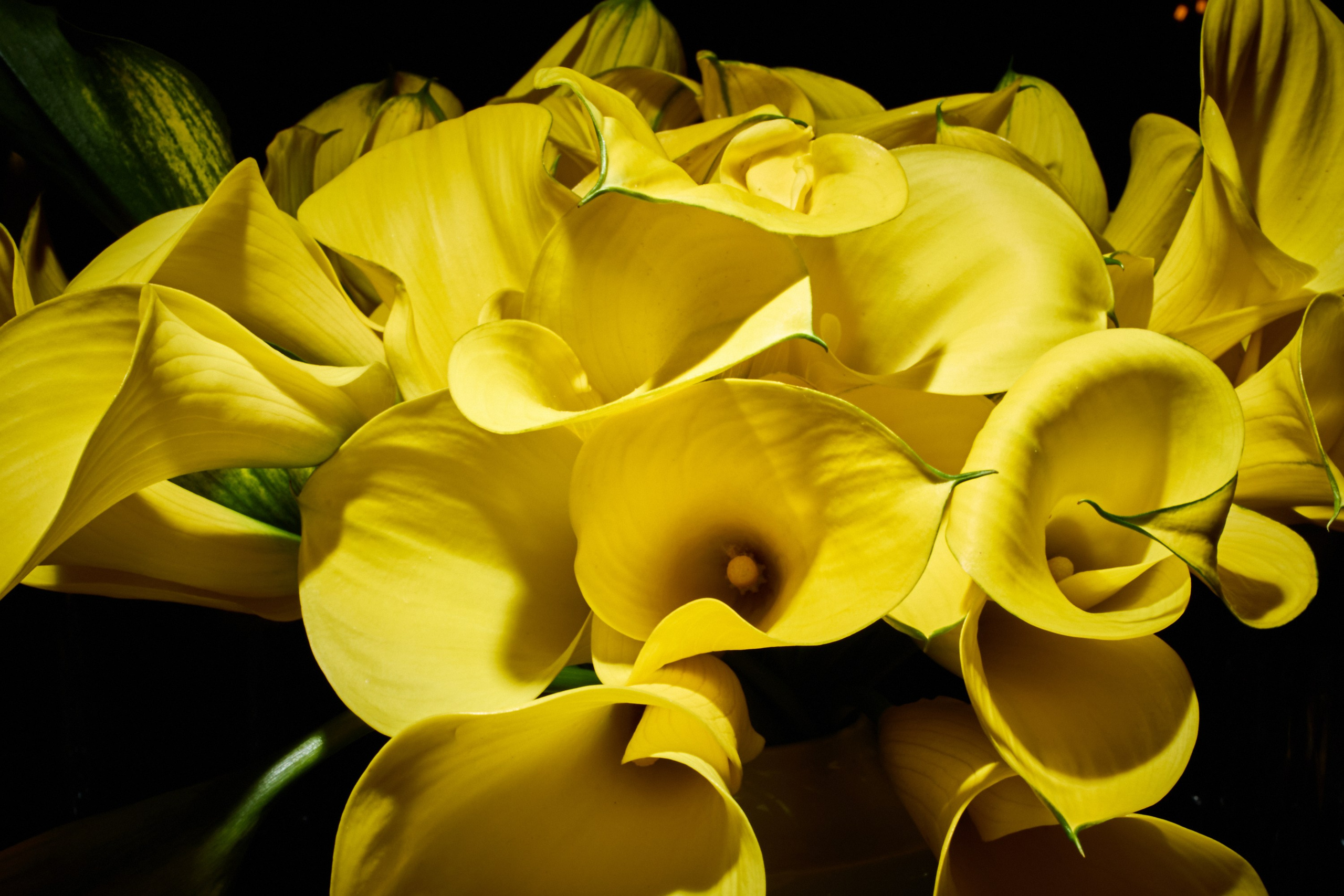 События. Sasha Lapin