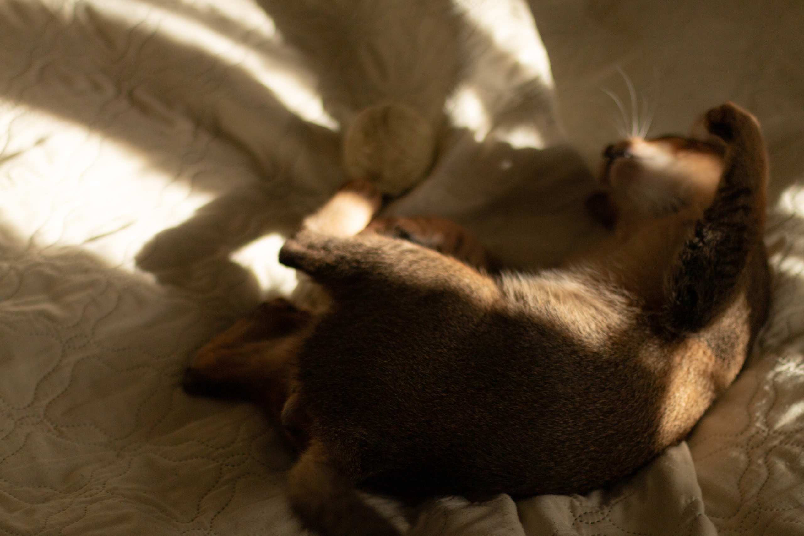 Мой котик. Фотограф в Сочи