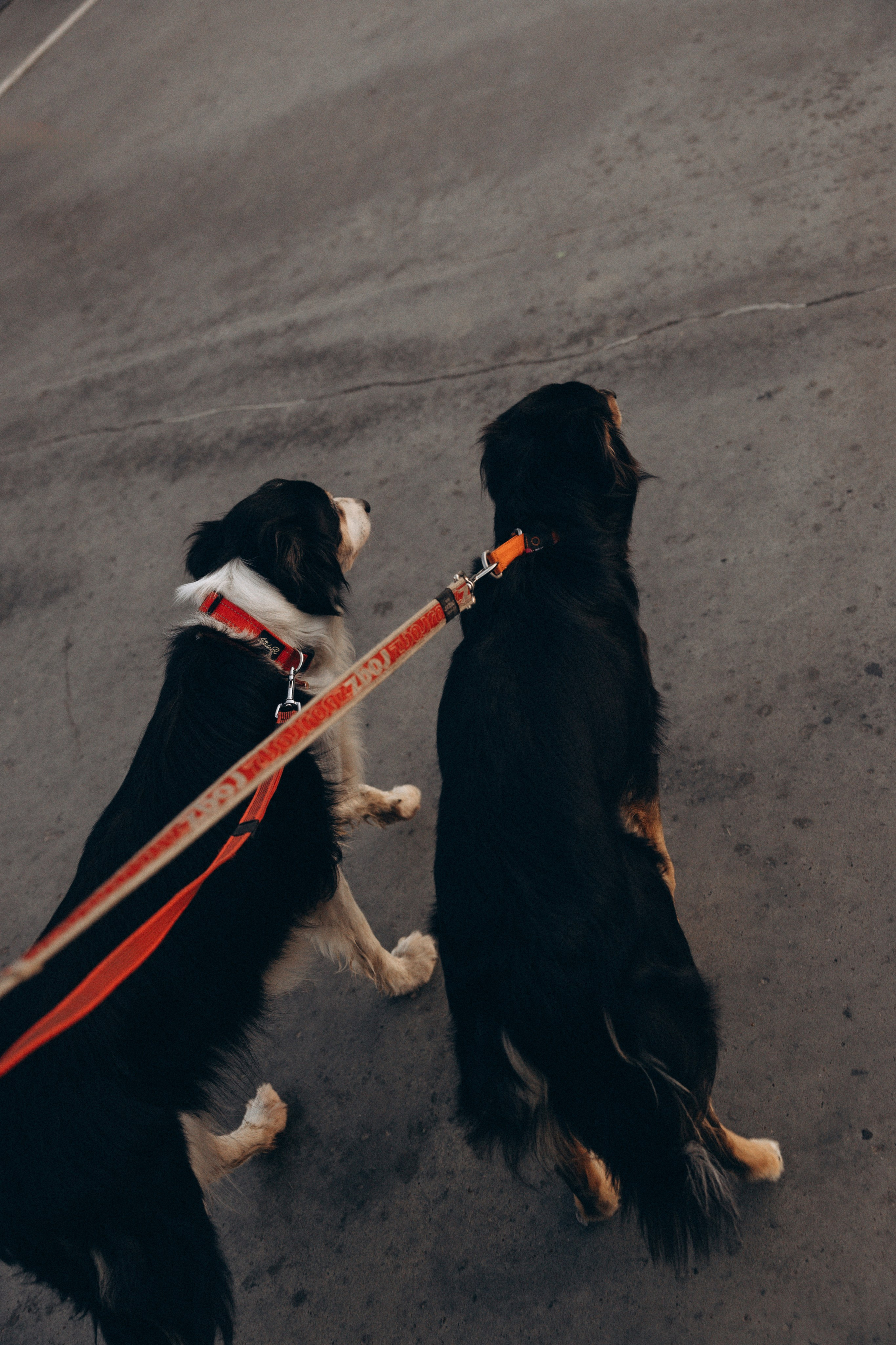 Алла и ее компания. Фотограф анималист в Казани Алина Сулейманова. Фотограф животных