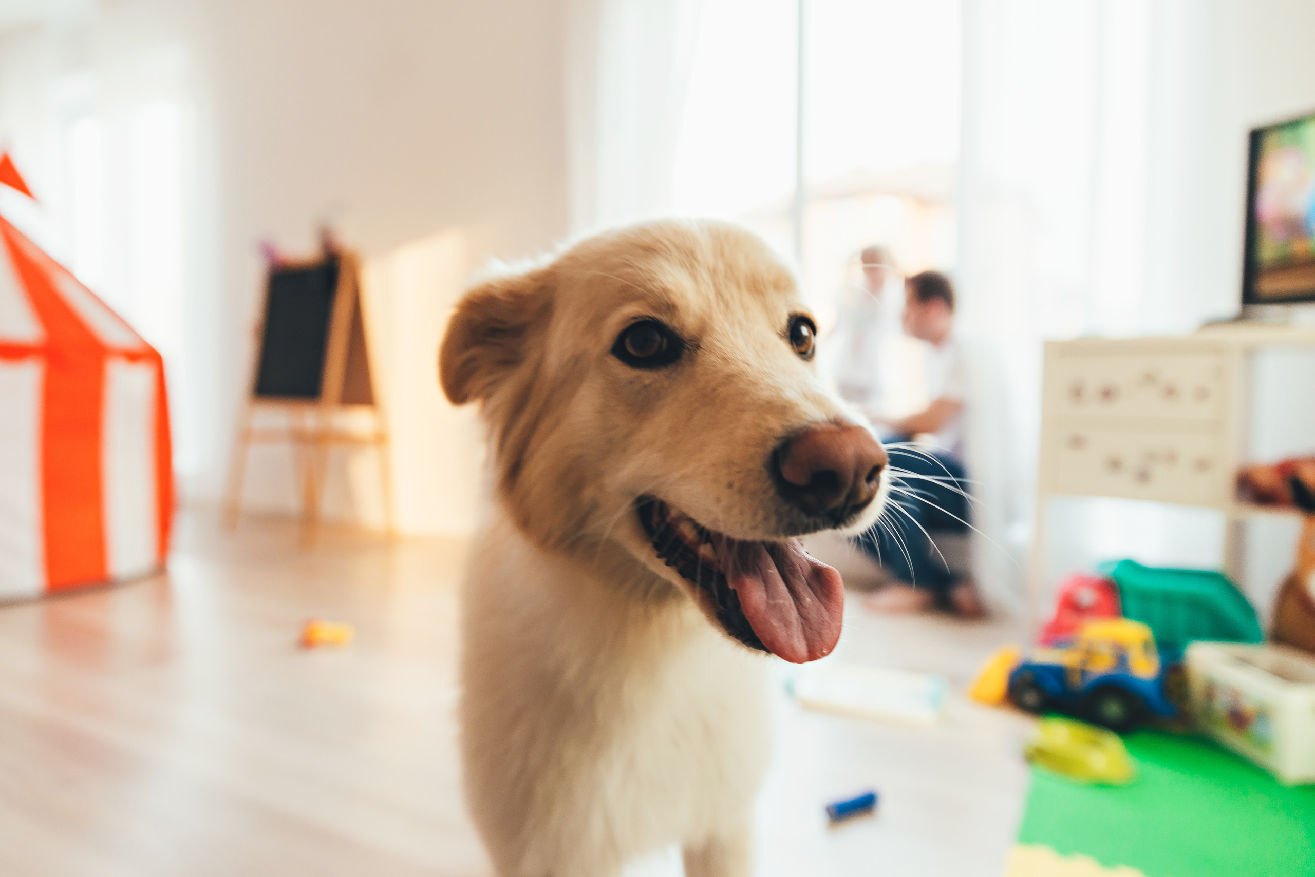 Домашняя история. Семейный и свадебный фотограф в Новосибирске Мария Гоппе (Харина)