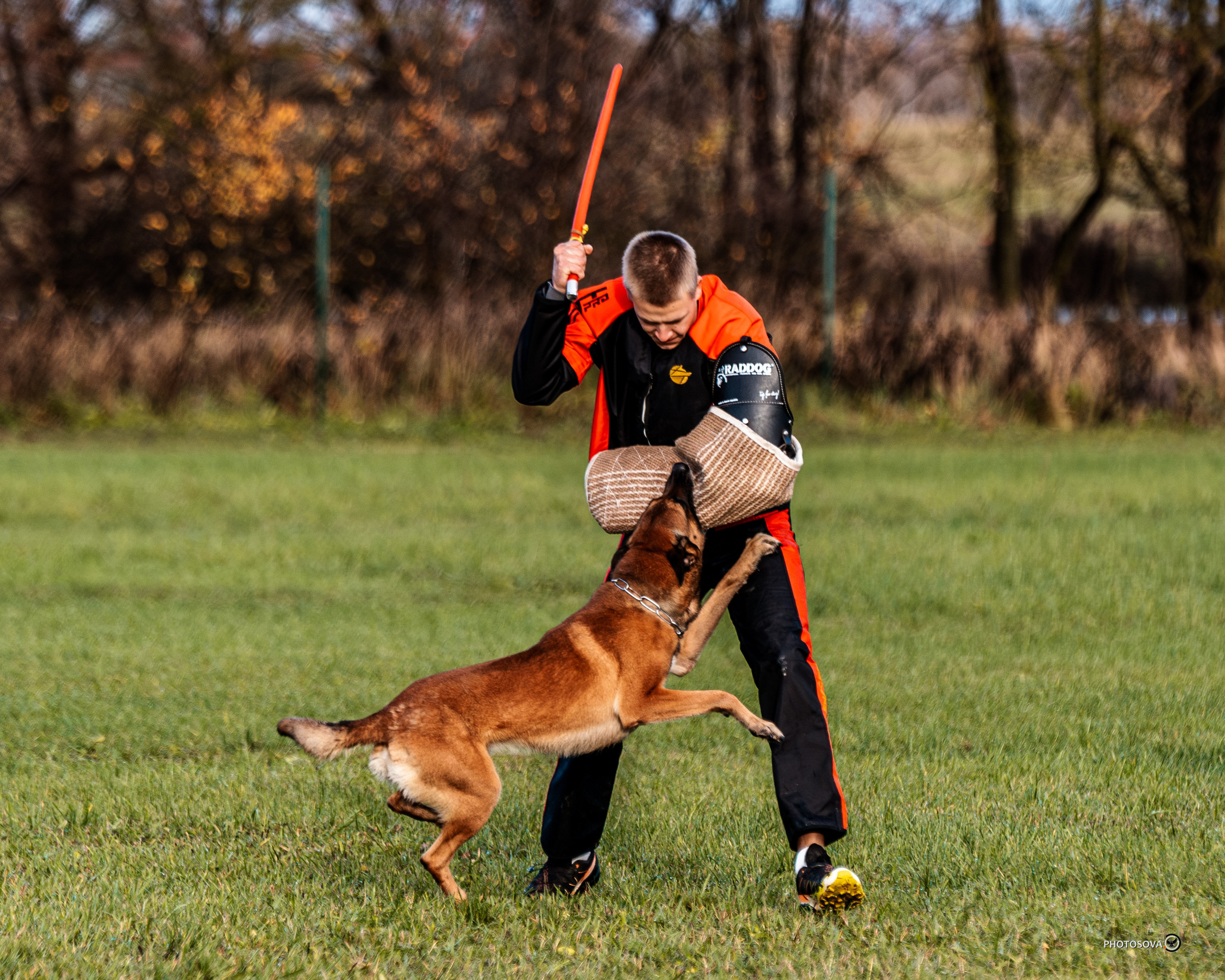 МЫ — КОМАНДА (соревнования) OKD, BH, IBGH, IGP. Фотограф-анималист, семейный фотограф в Москве и Подмосковье. Фотосъёмка кинологических дисциплин