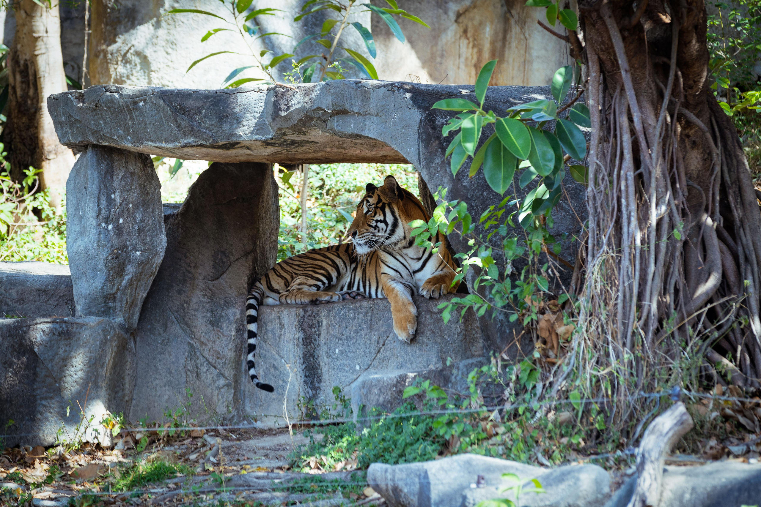 Таиланд (зима 2025). Фотограф Виноградов Константин