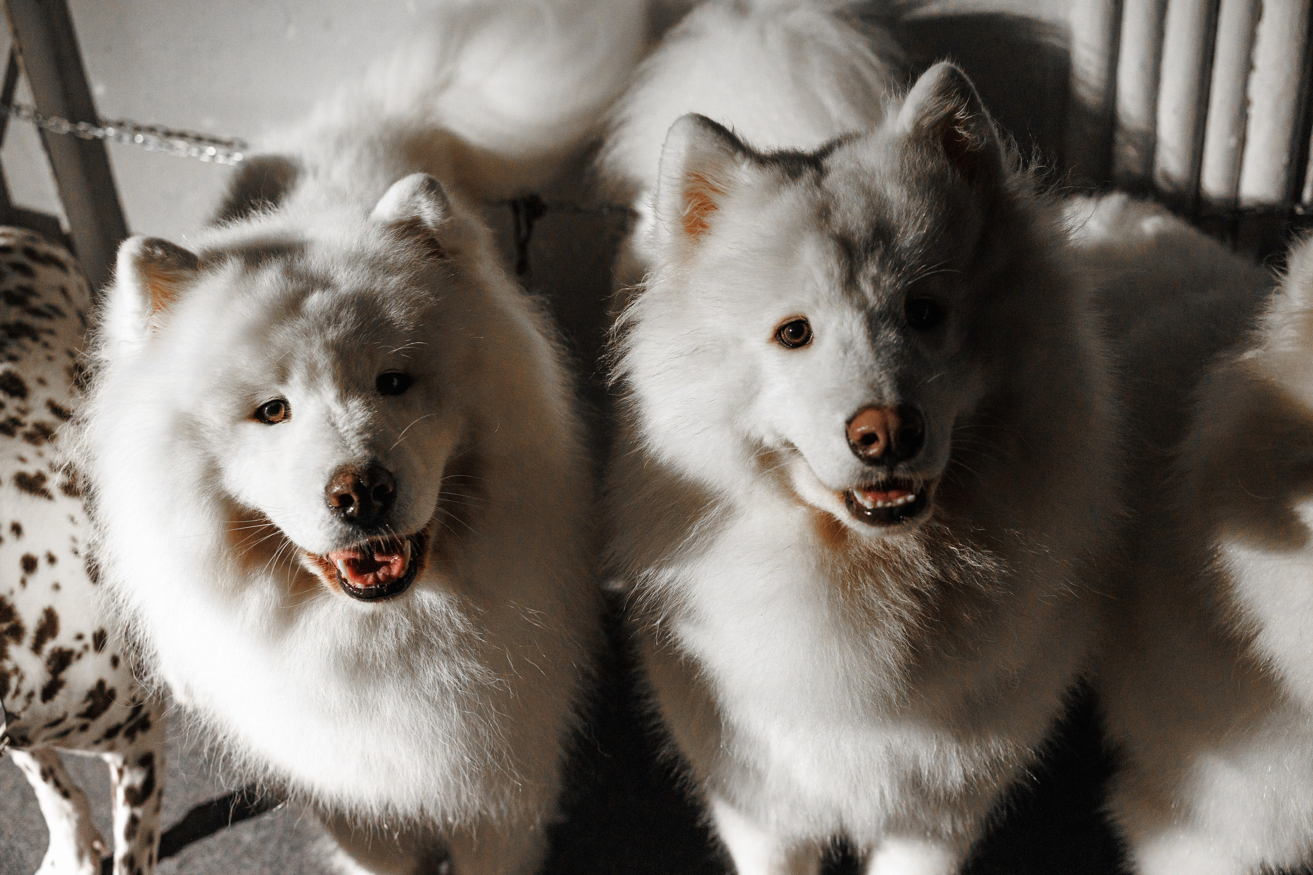 Цирк «Песчаная Сказка». Фотограф Ставрополь Петр Голубенко