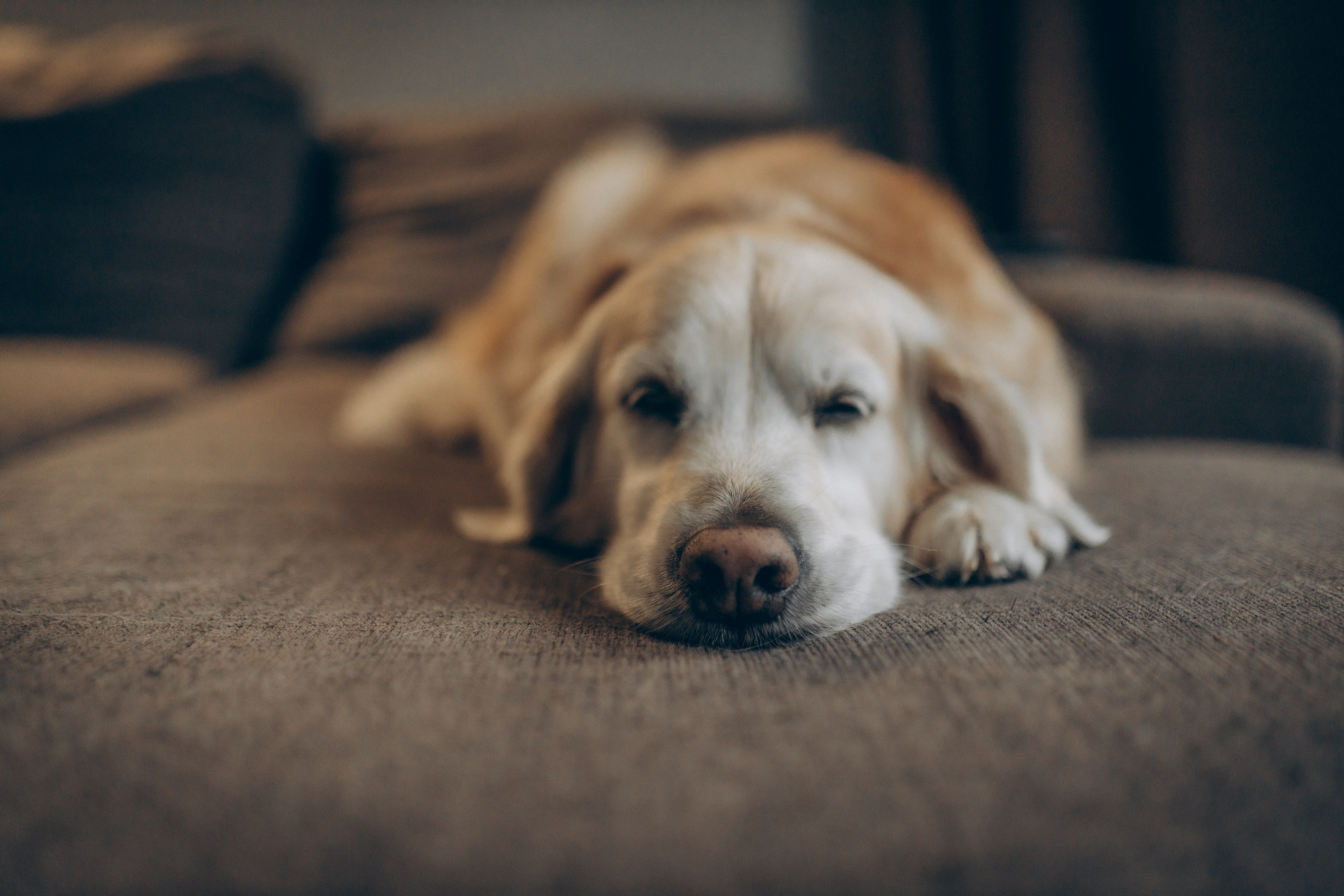 Вика, Вова и Федя. Семейный фотограф и фотограф на роды в Ростове-на-Дону Мухина Виктория