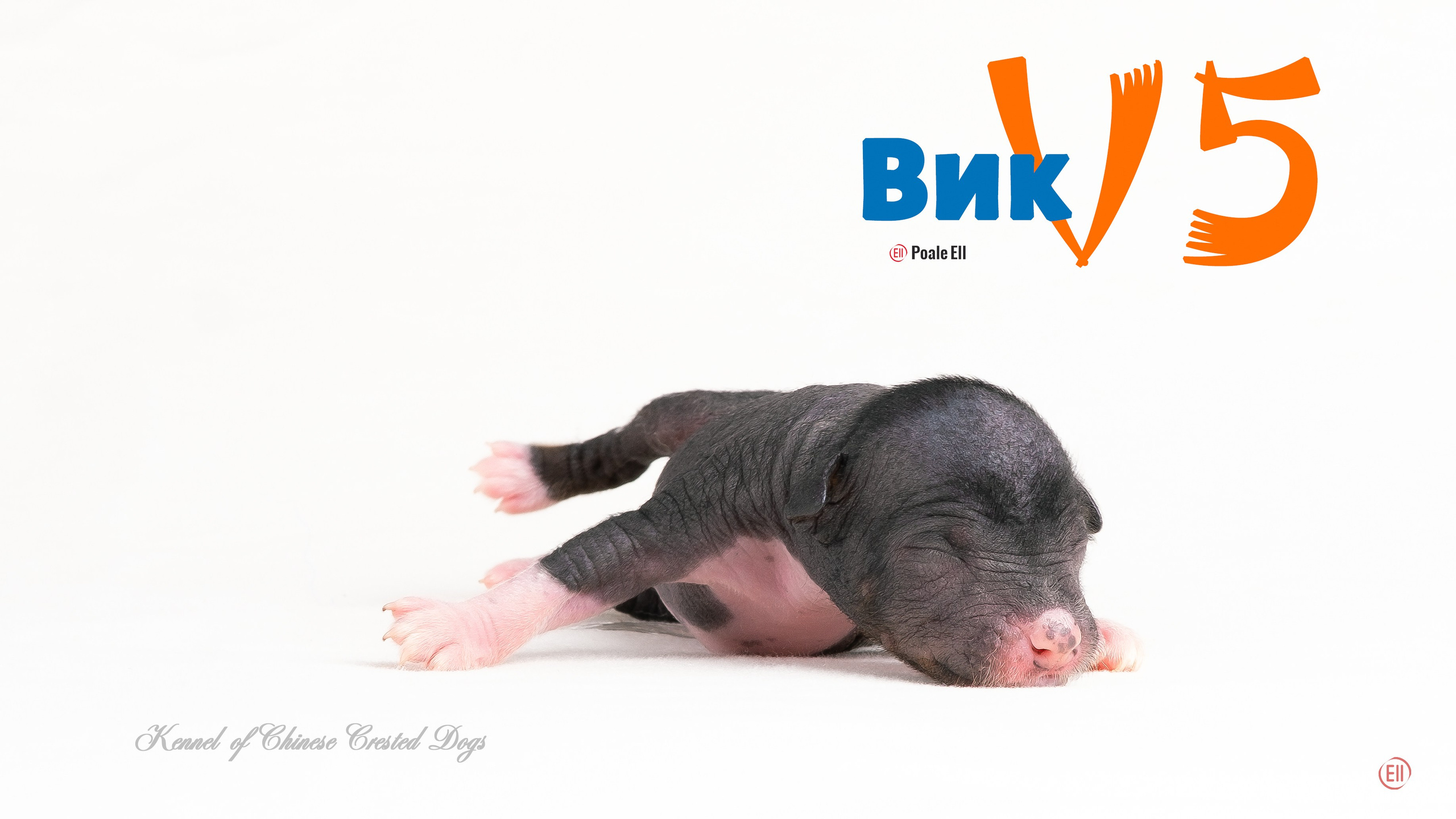 Щенки 3 дня. 21.01.2024. Фотограф в Москве