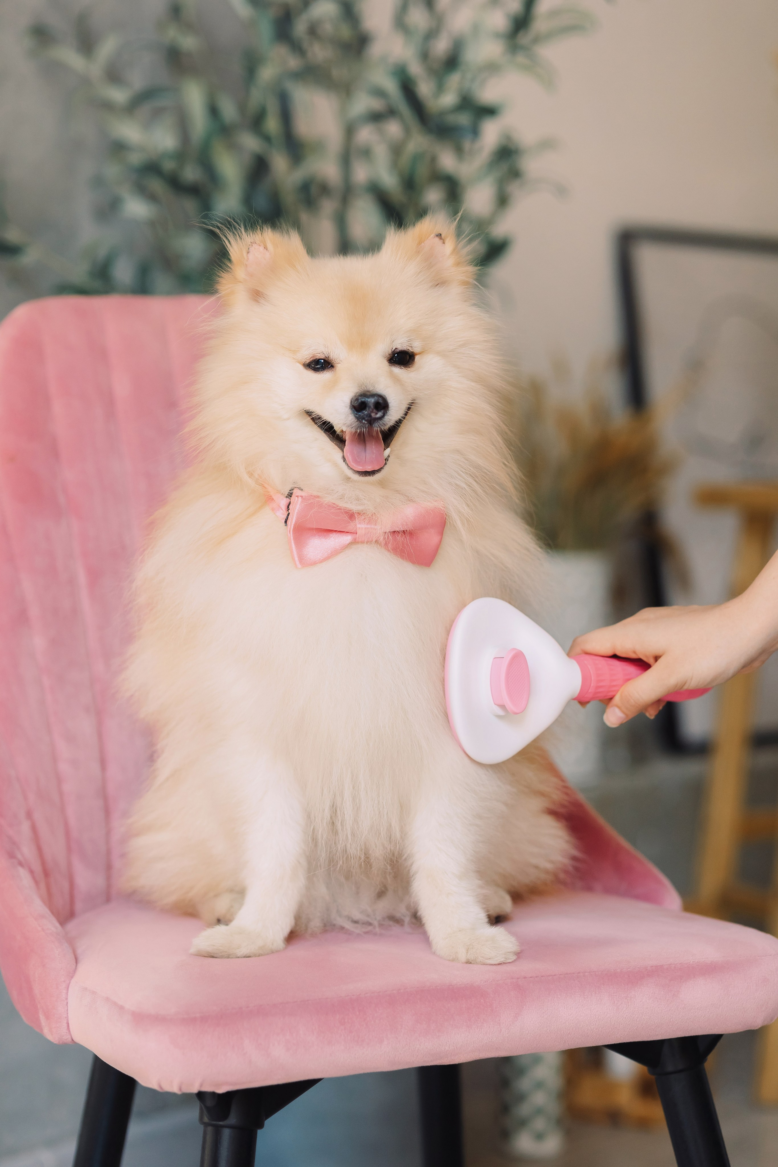 Магазин Friend of mine. Фотограф-анималист Елена Радченко, Москва