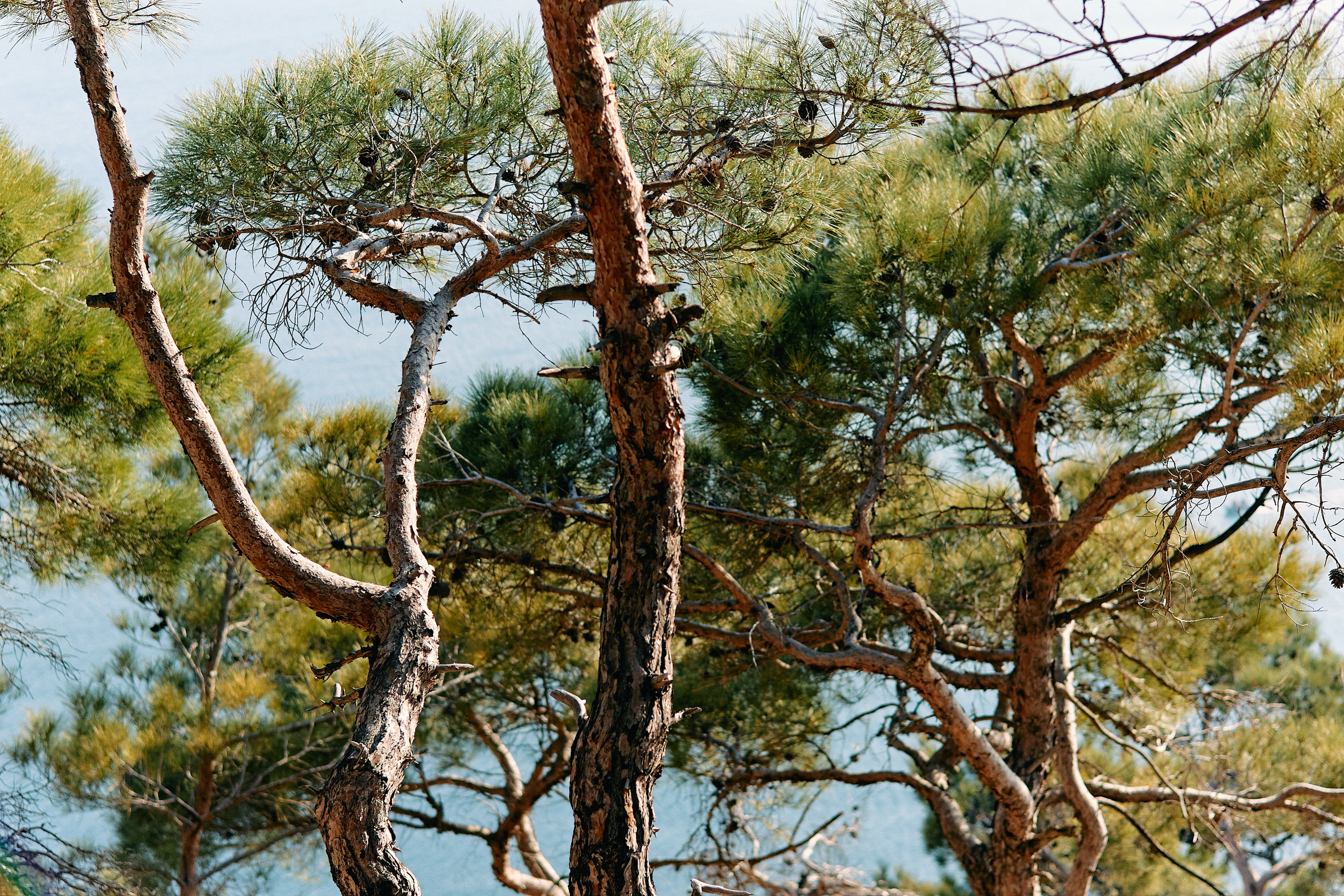 Юг России. Профессиональный Фотограф во Владимире, в Москве и в Суздале — Полина Романычева