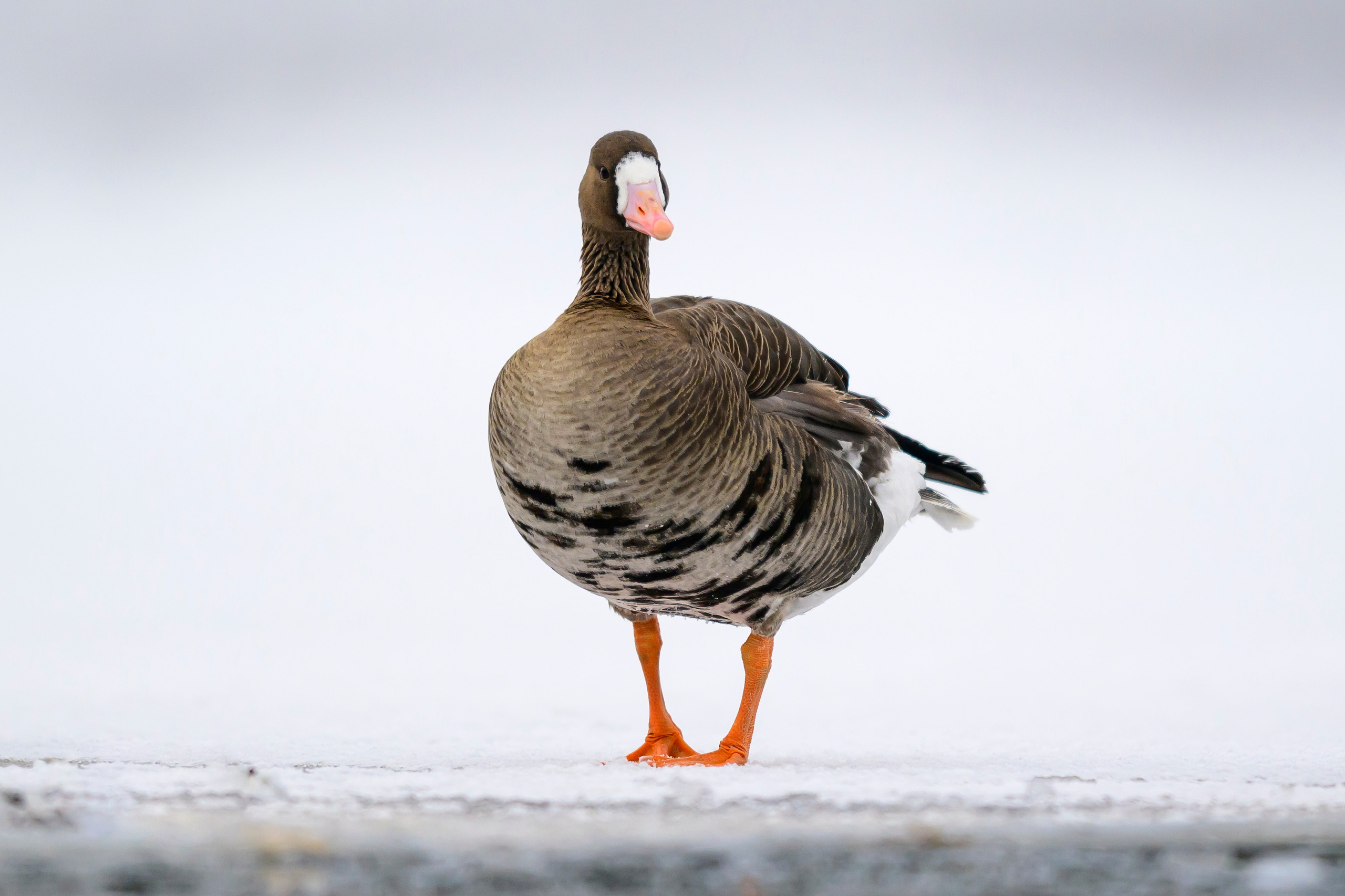 Нырки, гуси, лебеди. Pochards, geese, swans. Wildlife photography by Sergey Puponin
