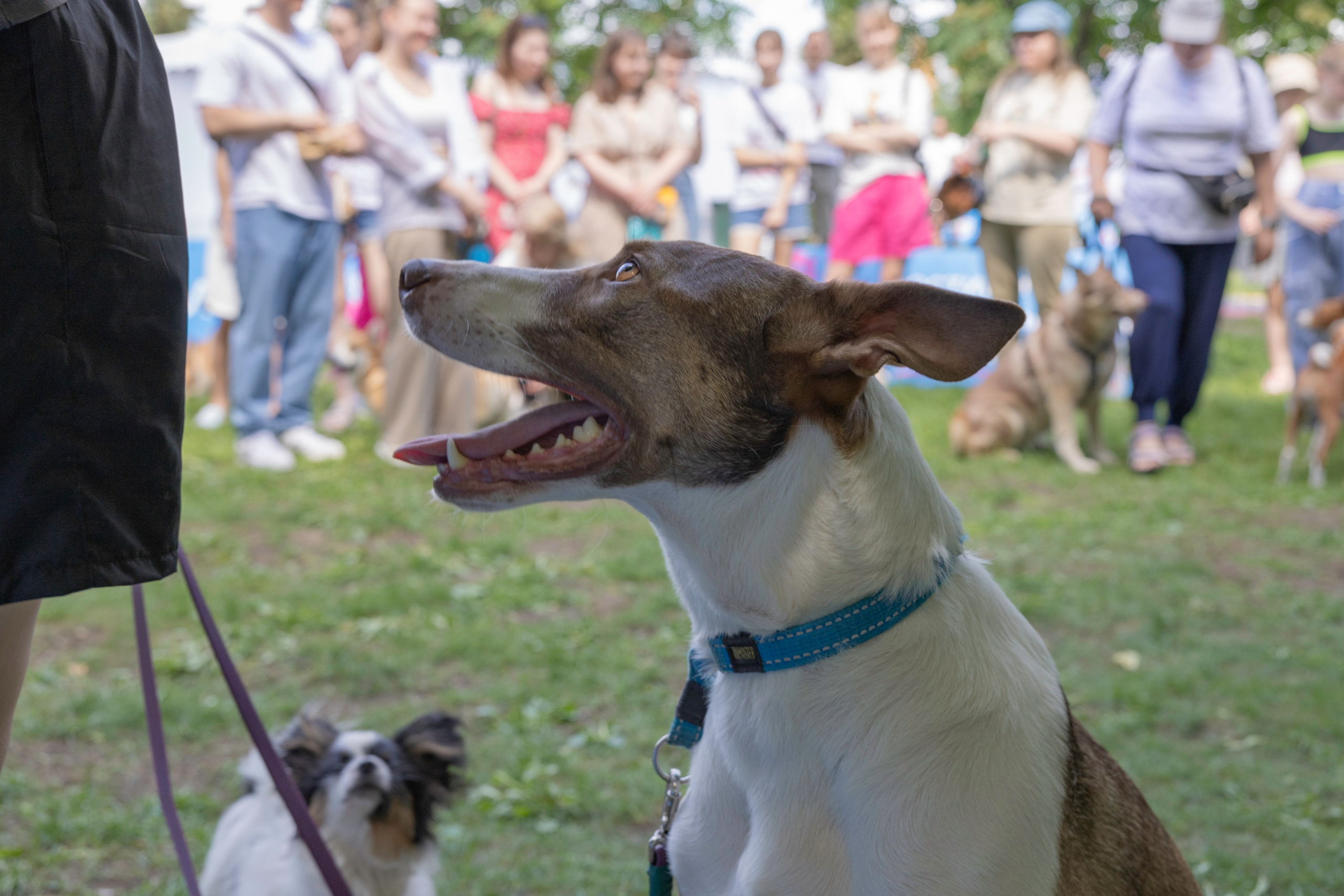 «ЛапкиФест». Фотограф, получающий удовольствие от своей работы