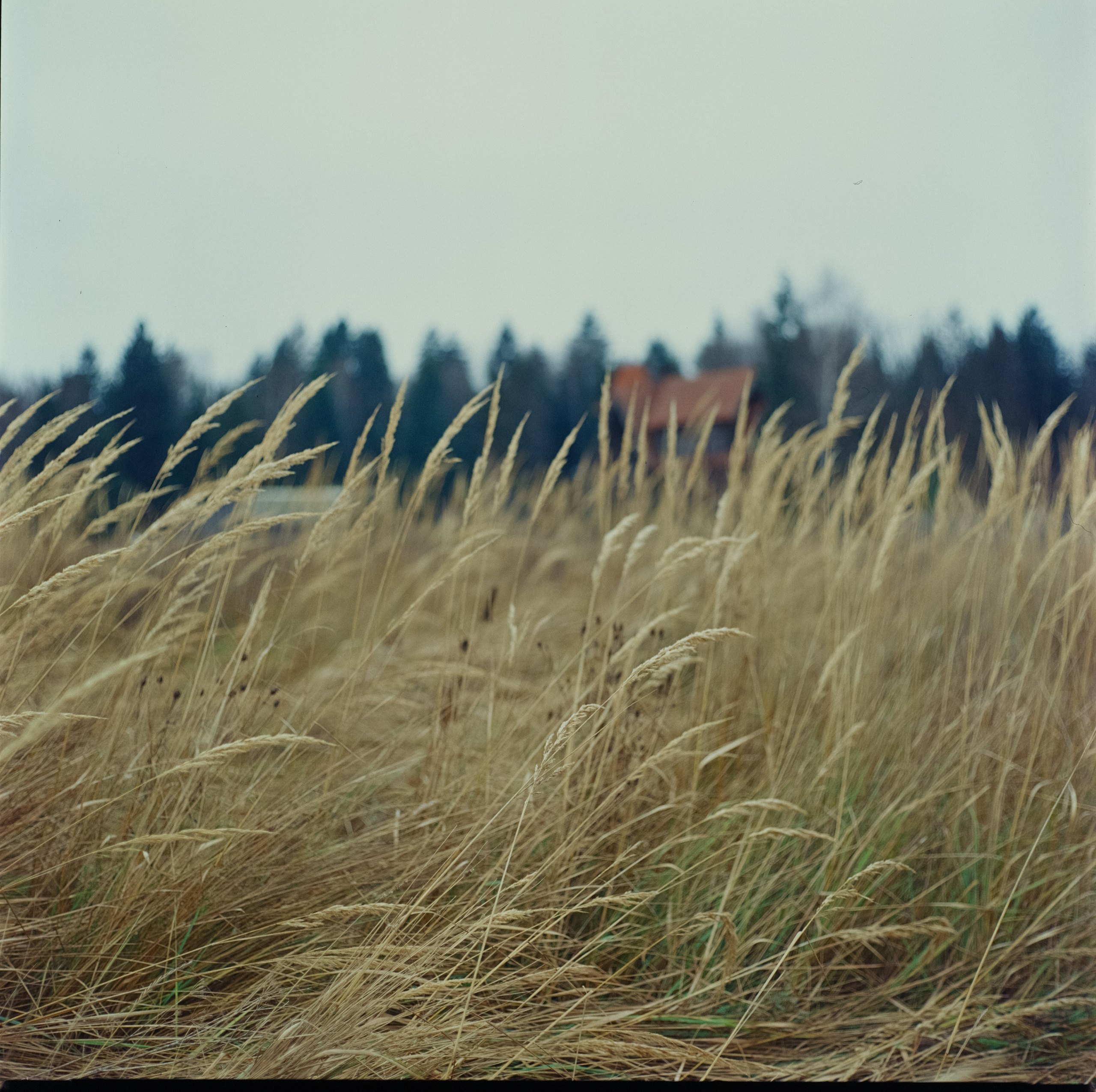 Kowa Super 66 / Kowa 85 mm f2.8 + Kowa 55 mm f3.5 / Kodak Ektachrome E