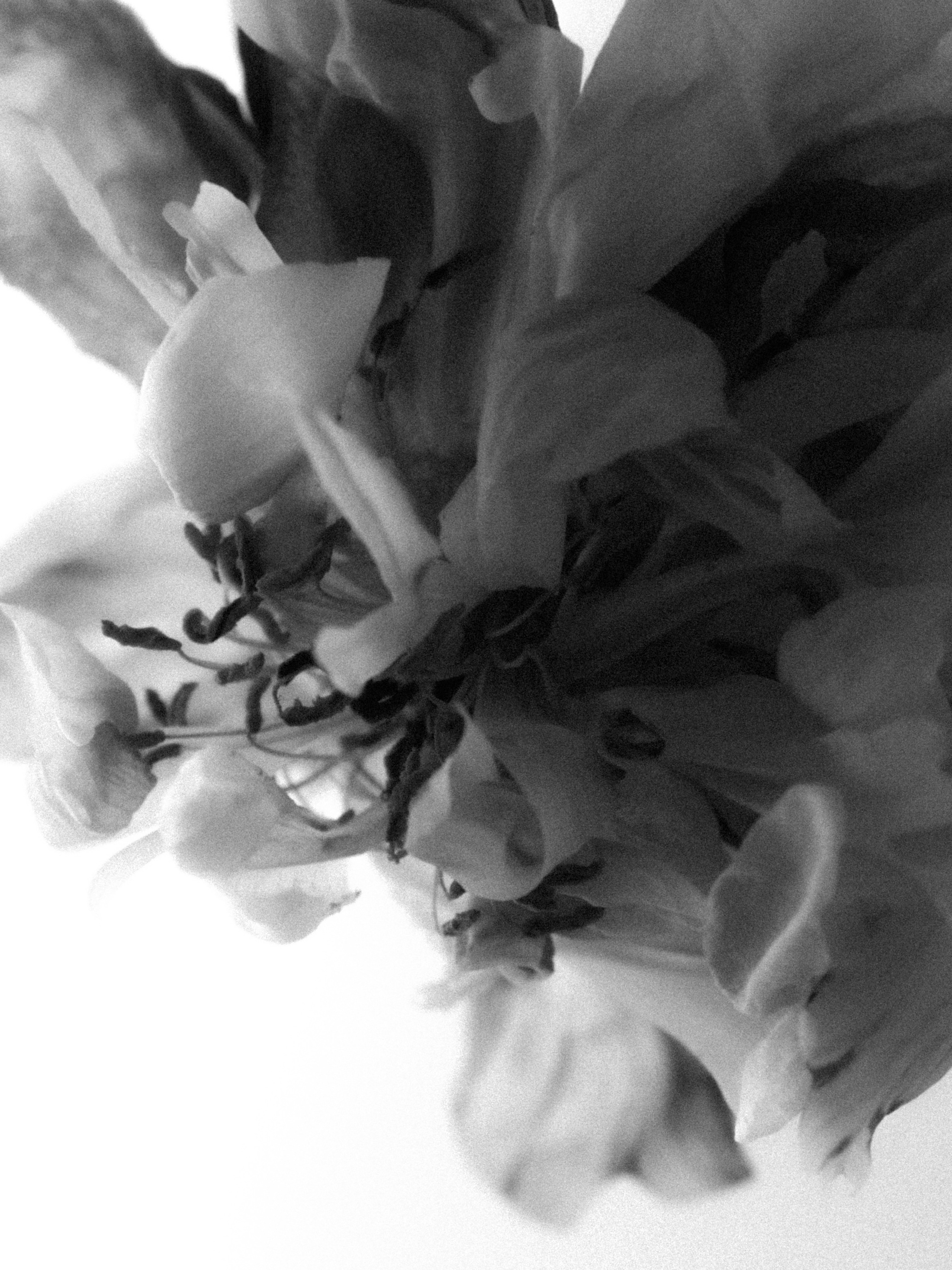 DYING BEAUTY. Фотограф Москва Грошева Софья