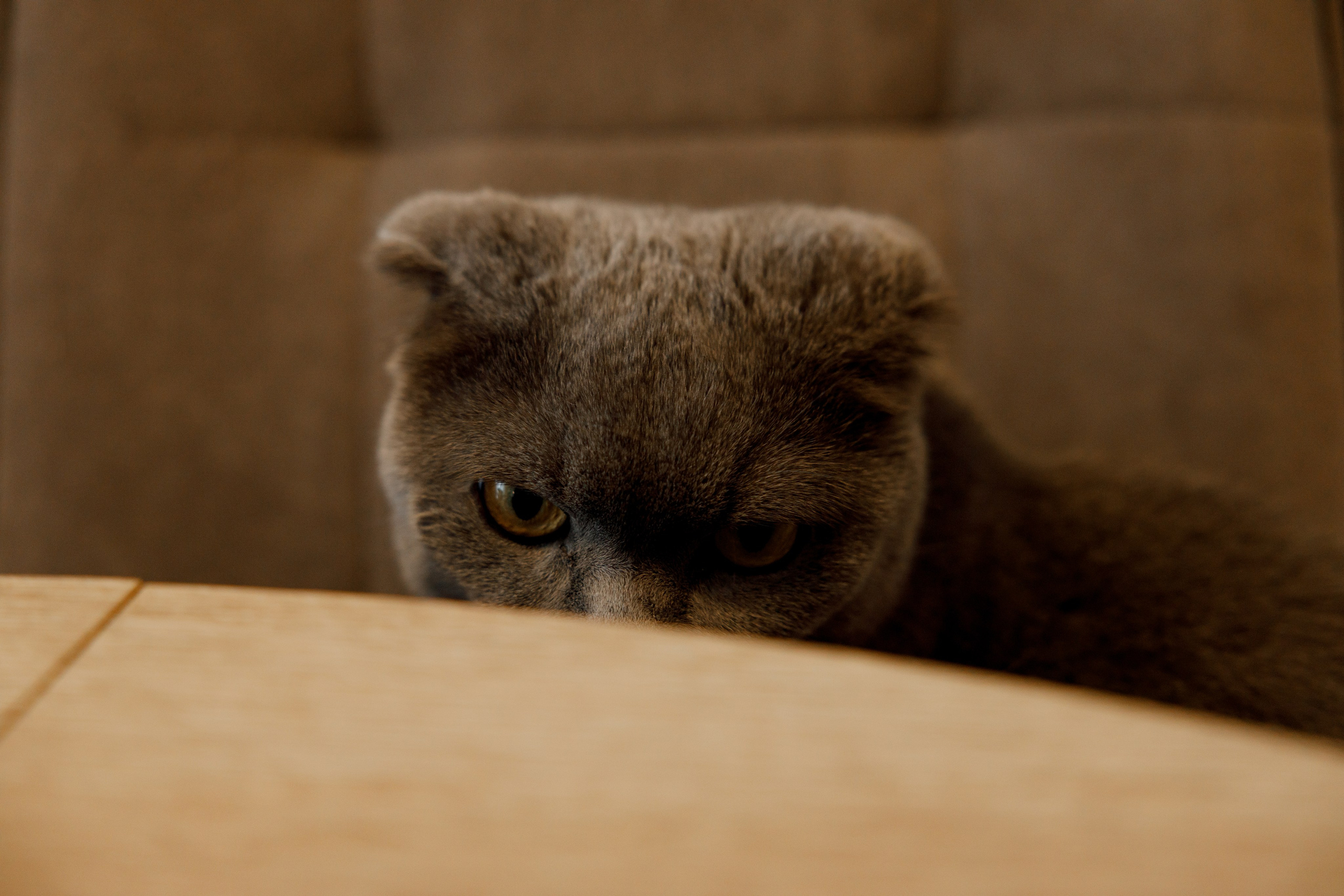 Лев 2 годика. Свадебный и семейный фотограф  во Владивостоке Ольга Украинец