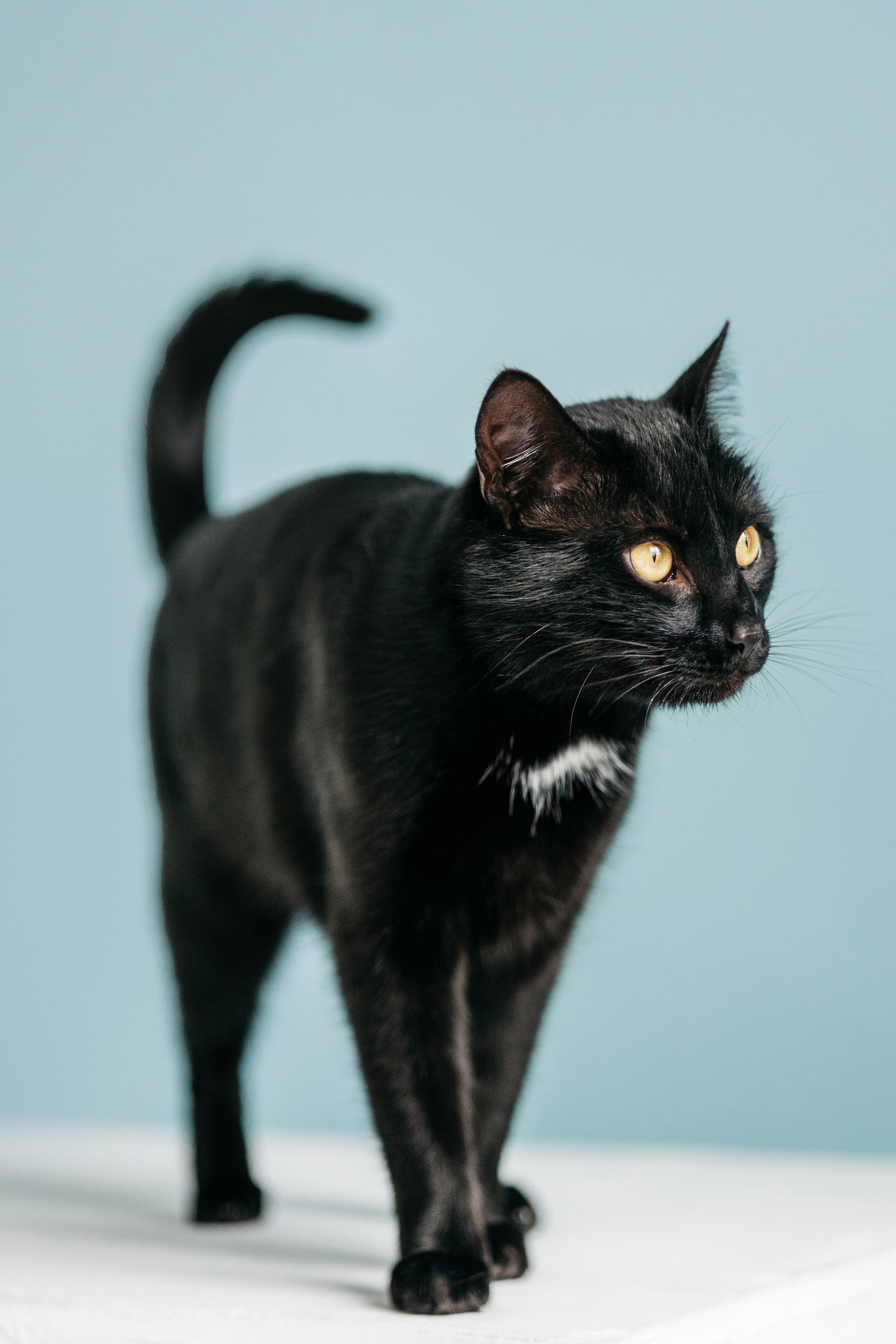 Кузя. Фотограф-анималист Елена Радченко, Москва