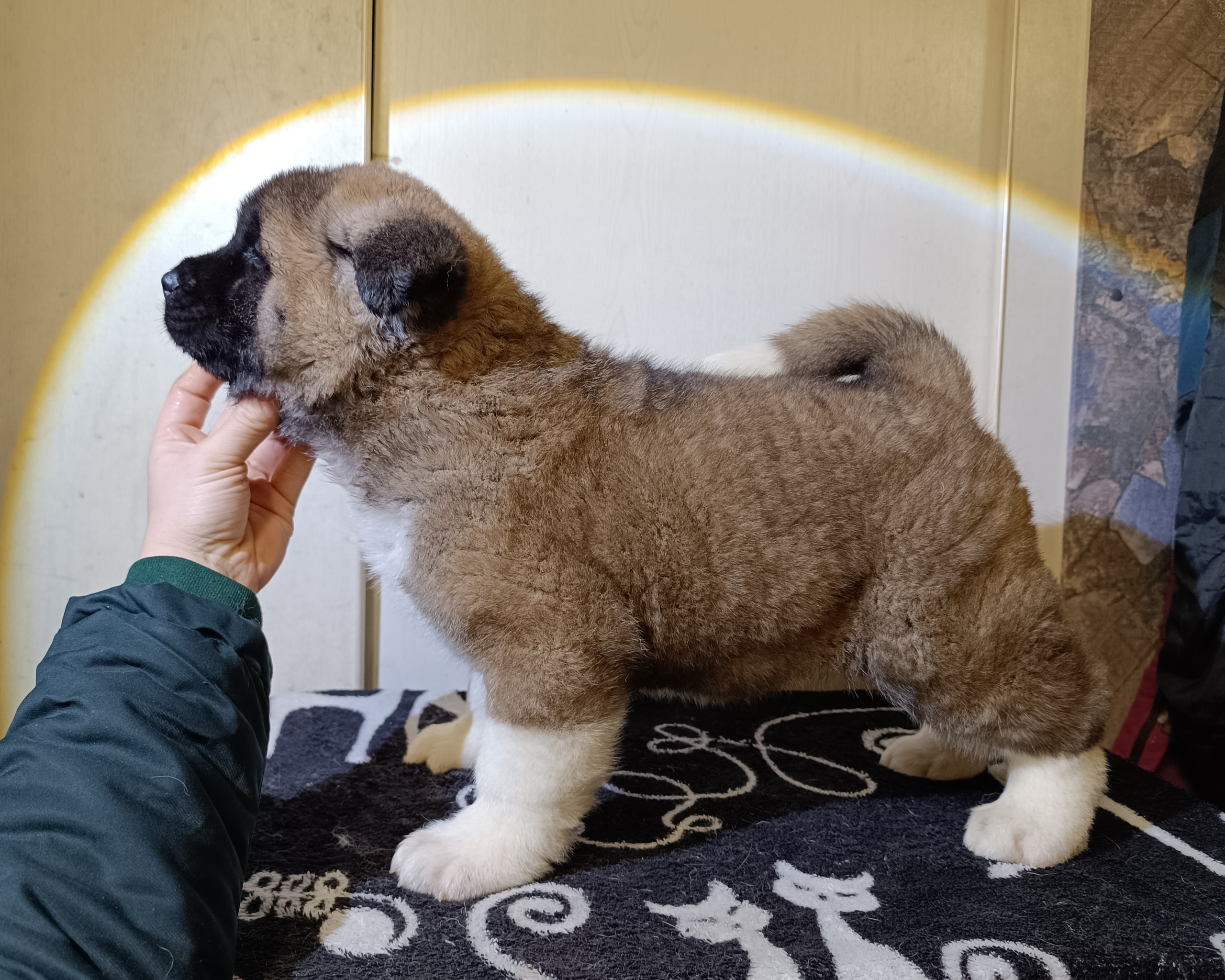 Rubylight Cirrus. Американская акита I Сиба ину I Питомник RUBYLIGHT