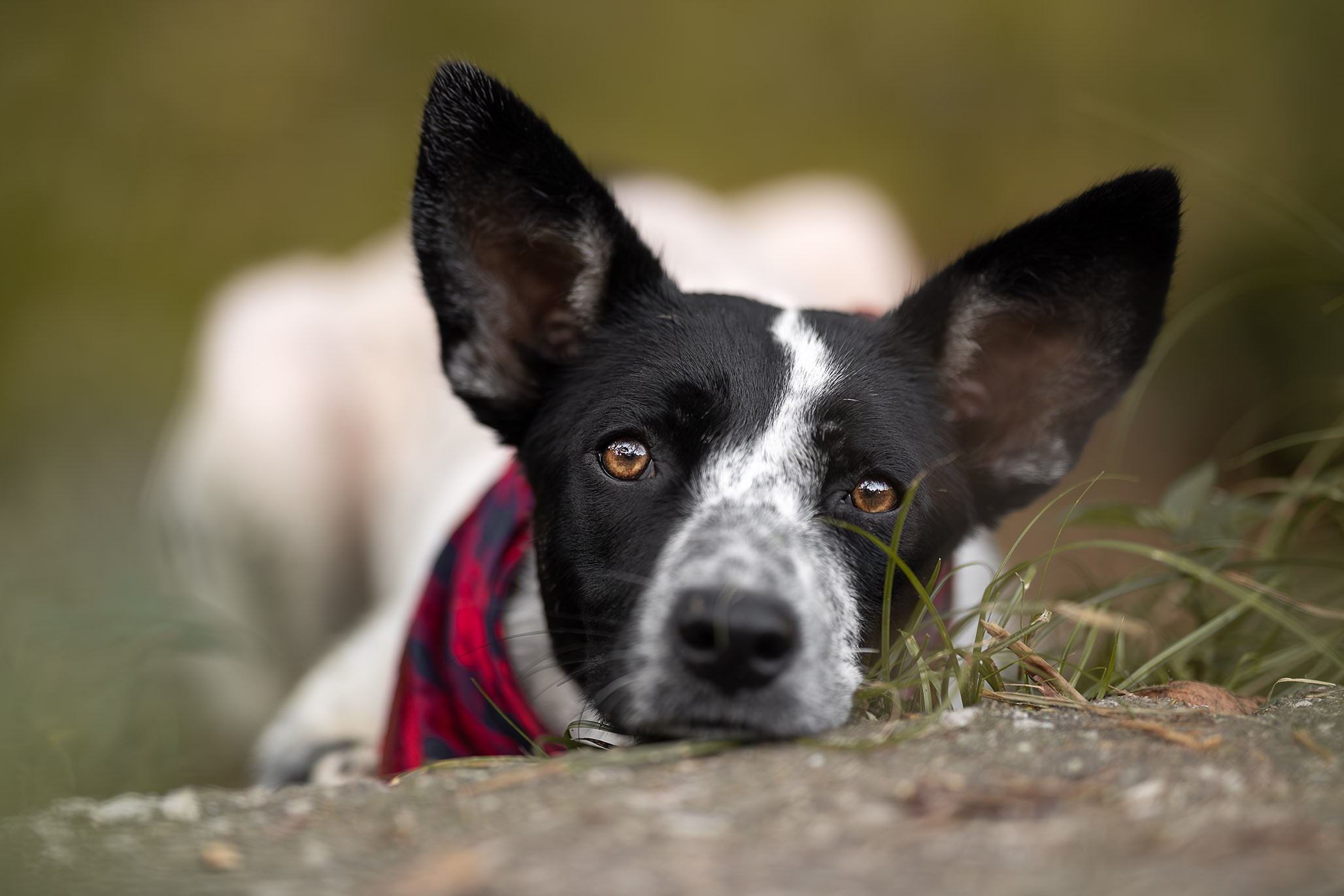 Кураторские питомцы из Веселого. Ирина Голомб|Фотограф-анималист в  Сочи и Калининграде
