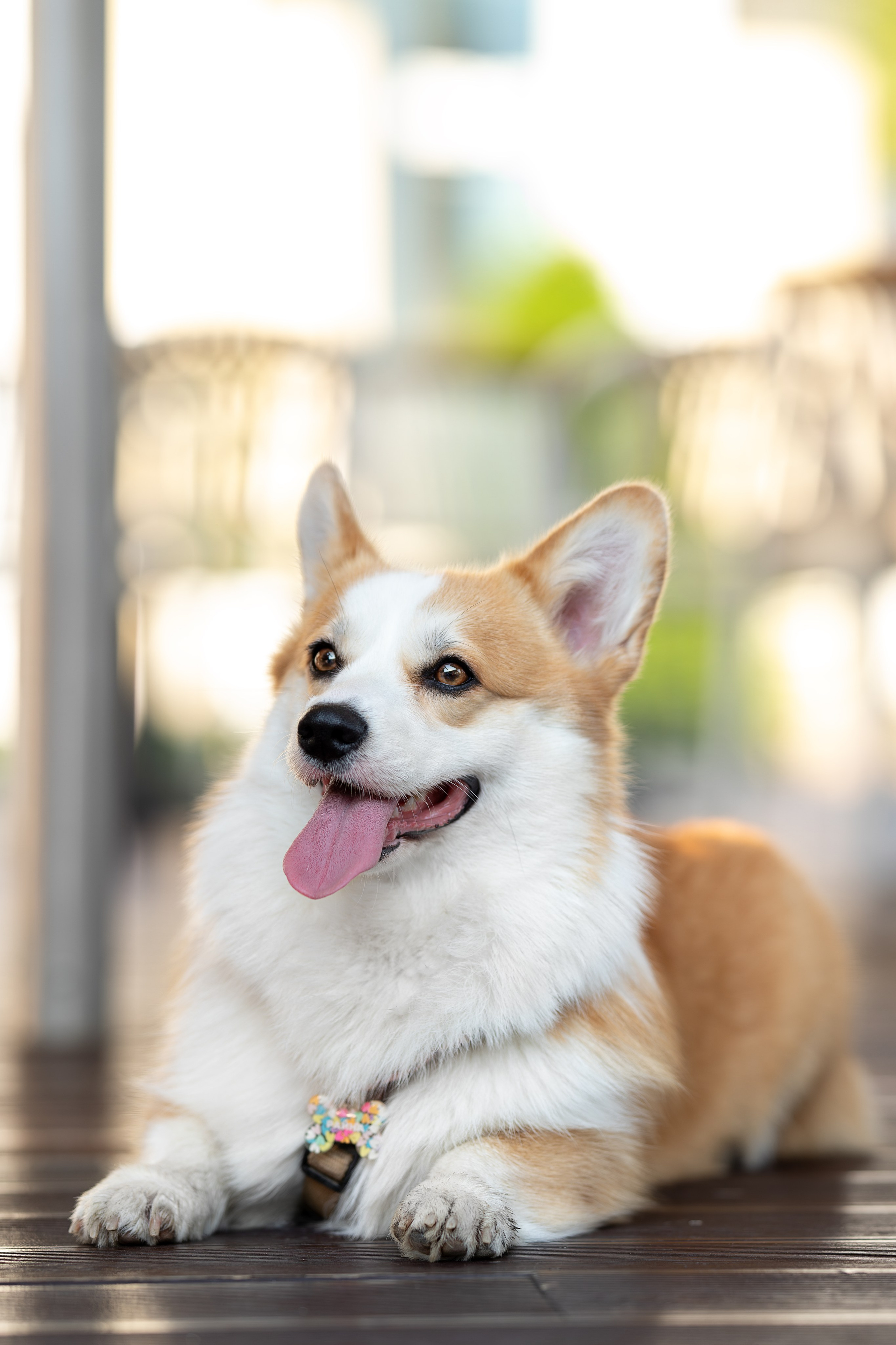 Райна, Корги. Ирина Голомб|Фотограф-анималист в  Сочи и Калининграде