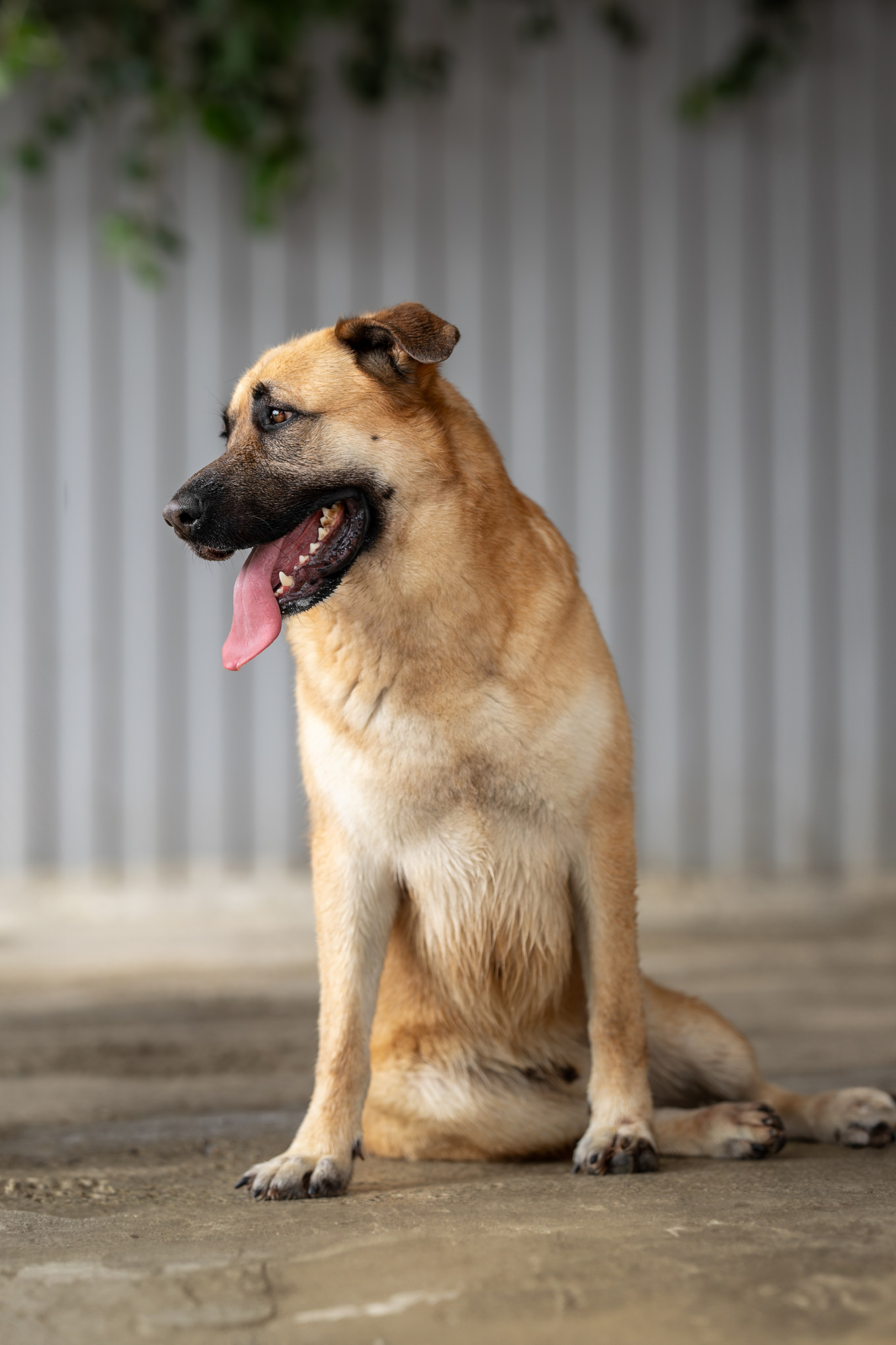 Мини-приют «Возрождение». Ирина Голомб|Фотограф-анималист в  Сочи и Калининграде