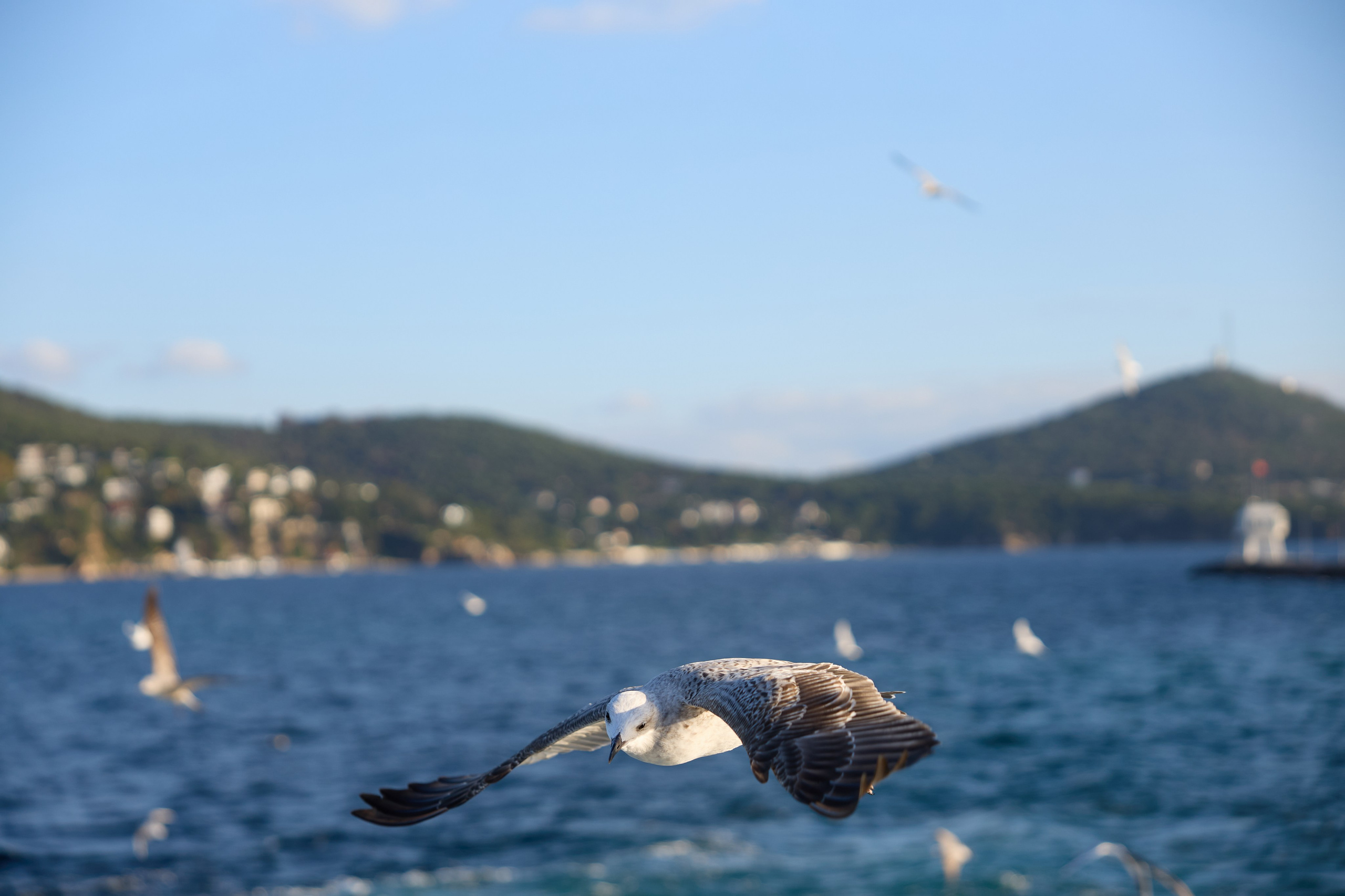 Стамбул 24. Фотограф Москва, Дима Пеллер