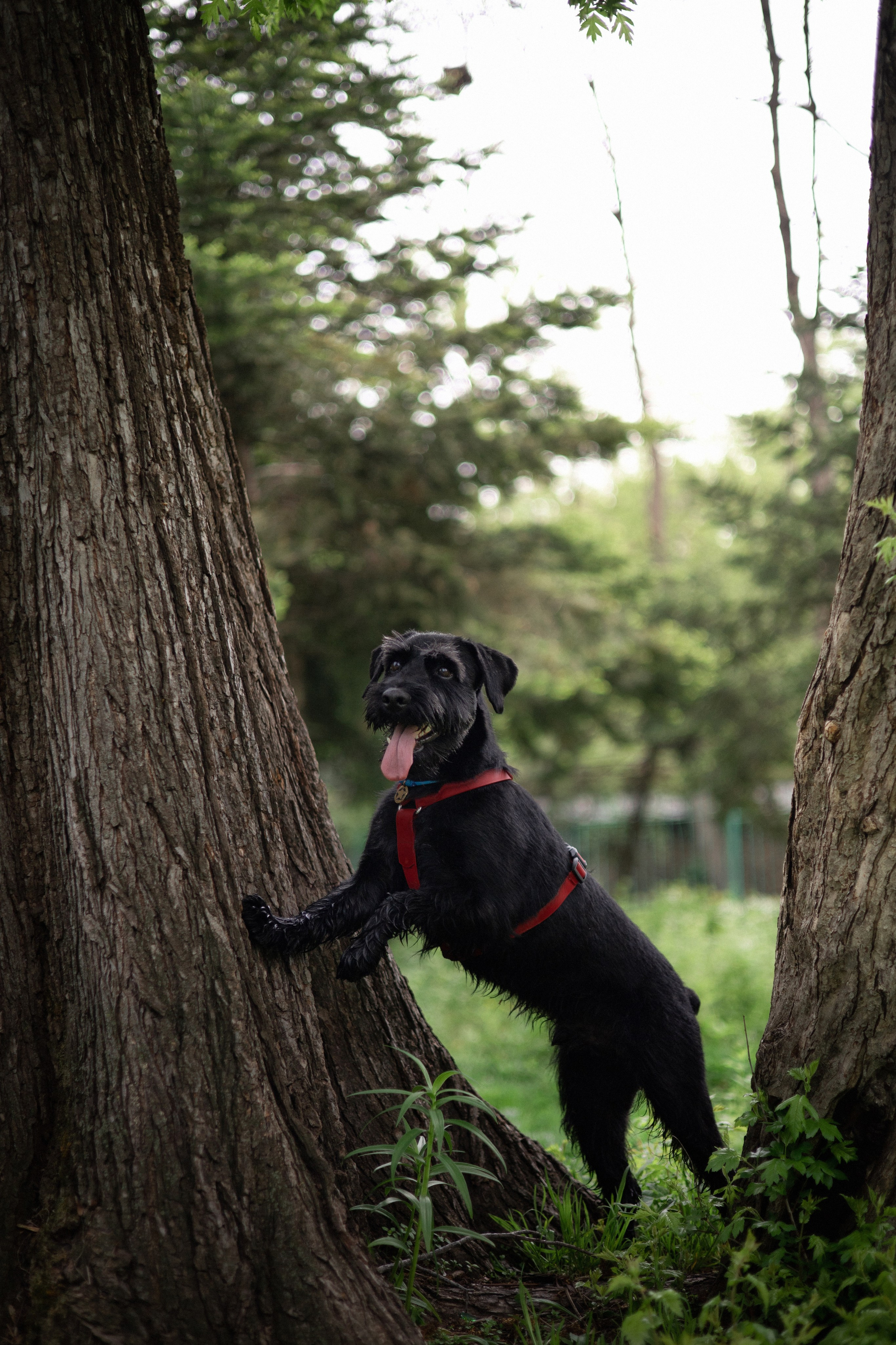 Екатерина и Вольт. Фотограф — анималист Владивосток, Алина