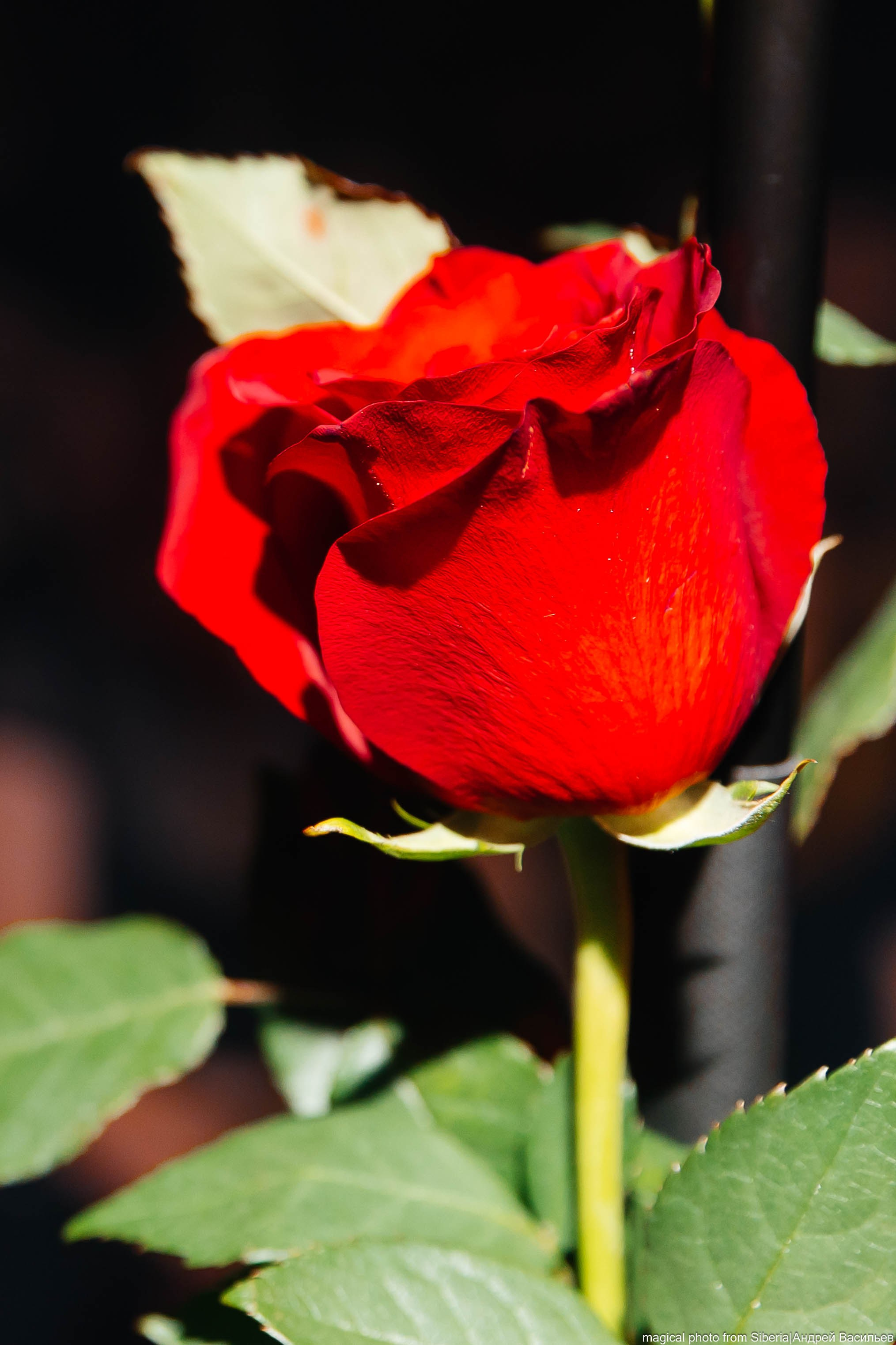 Playingtheangel. _Carpe diem_