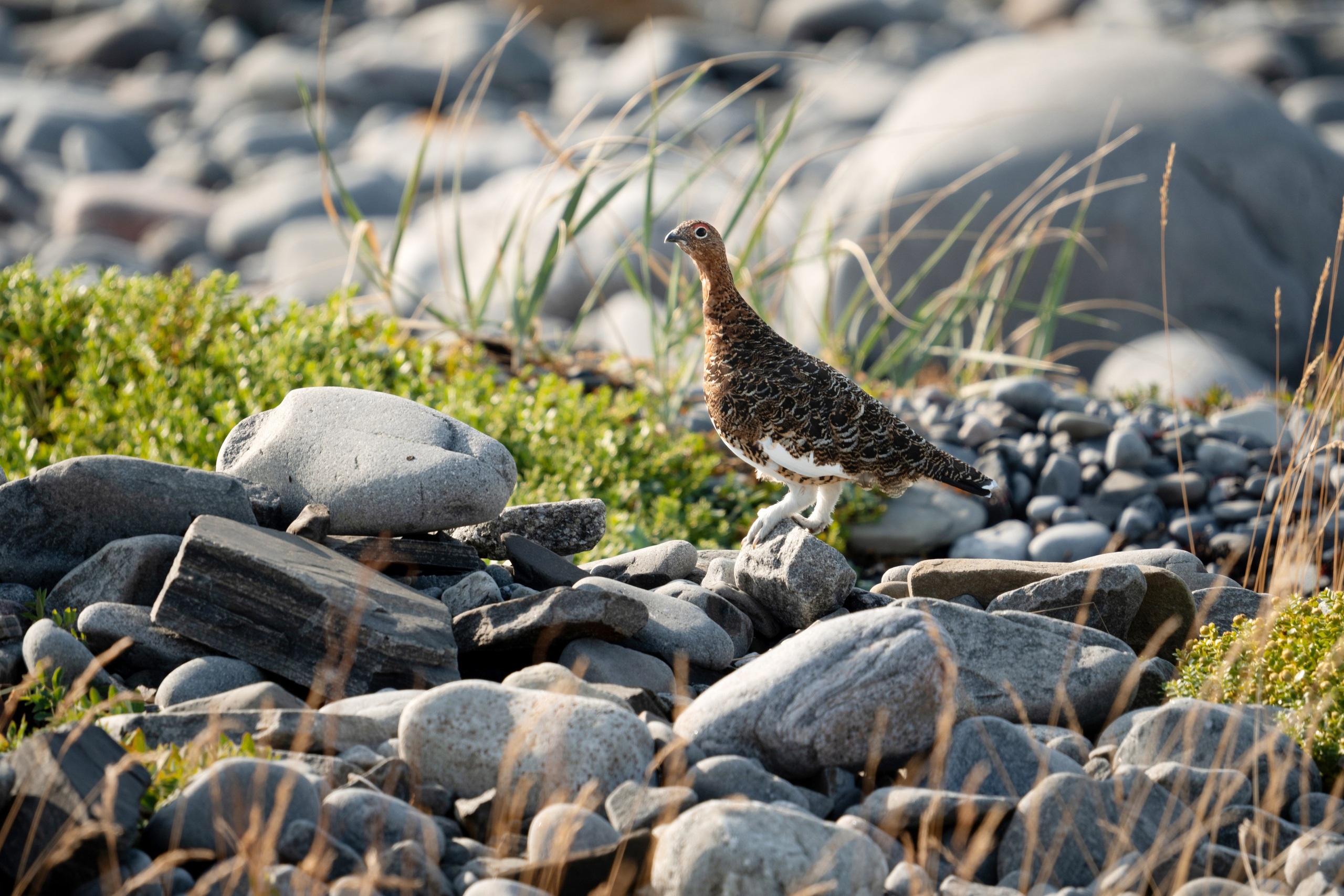 Фотосъемка животных и птиц. Интерьерный и архитектурный фотограф в Москве Панова Ольга