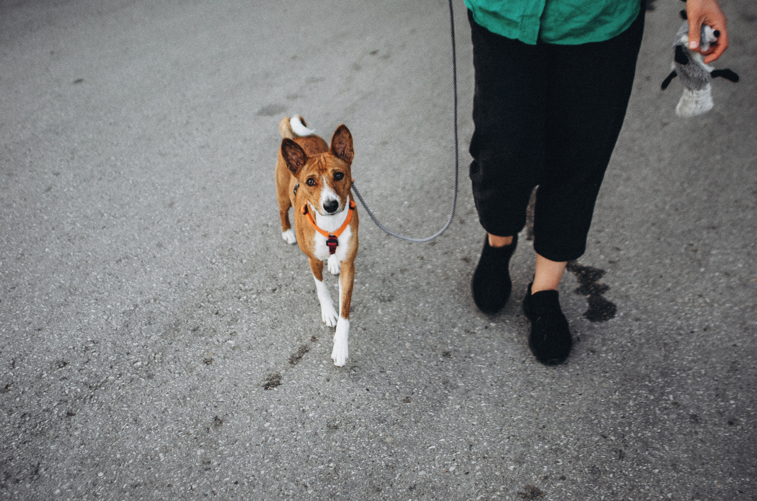 Снежана и Мэнни. Фотограф-анималист Богданова Полина