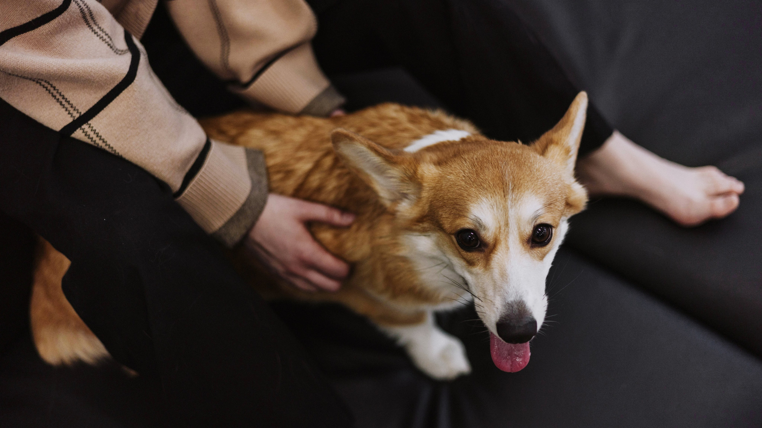 Настя и Мия. Фотограф-анималист Богданова Полина