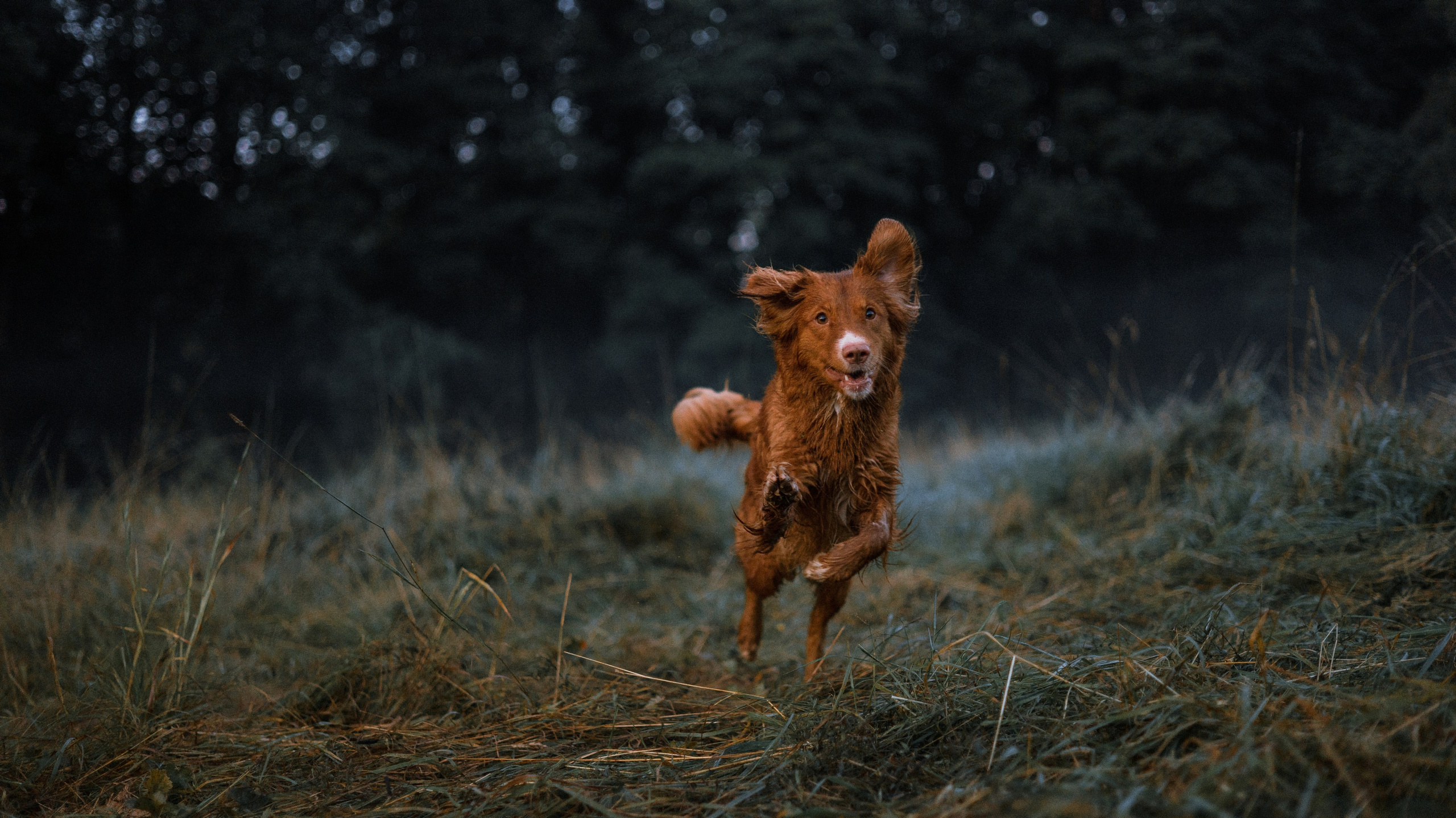Ксюша и Мэди. Фотограф-анималист Богданова Полина