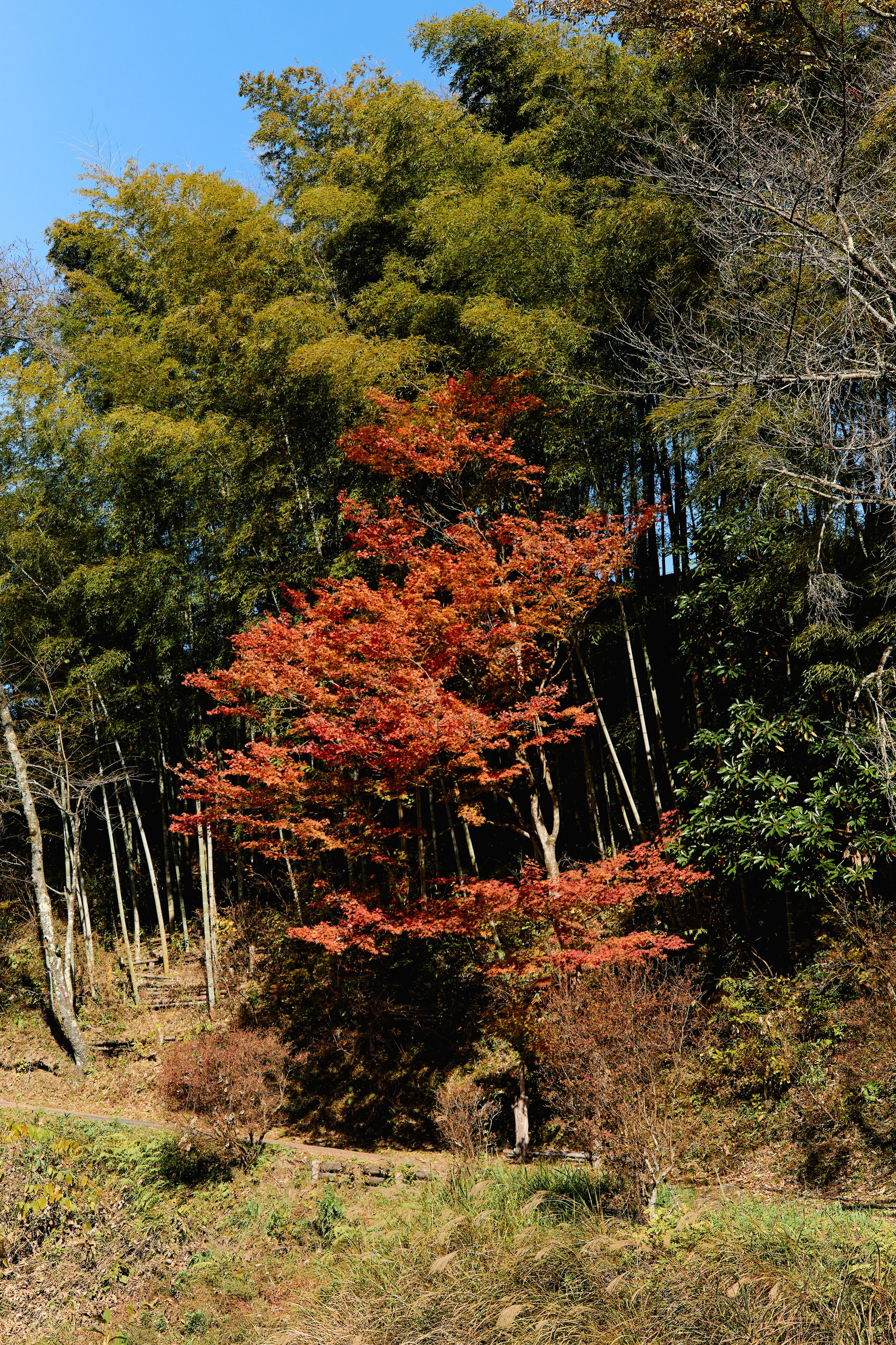 Япония. Профессиональный Фотограф во Владимире, в Москве и в Суздале — Полина Романычева