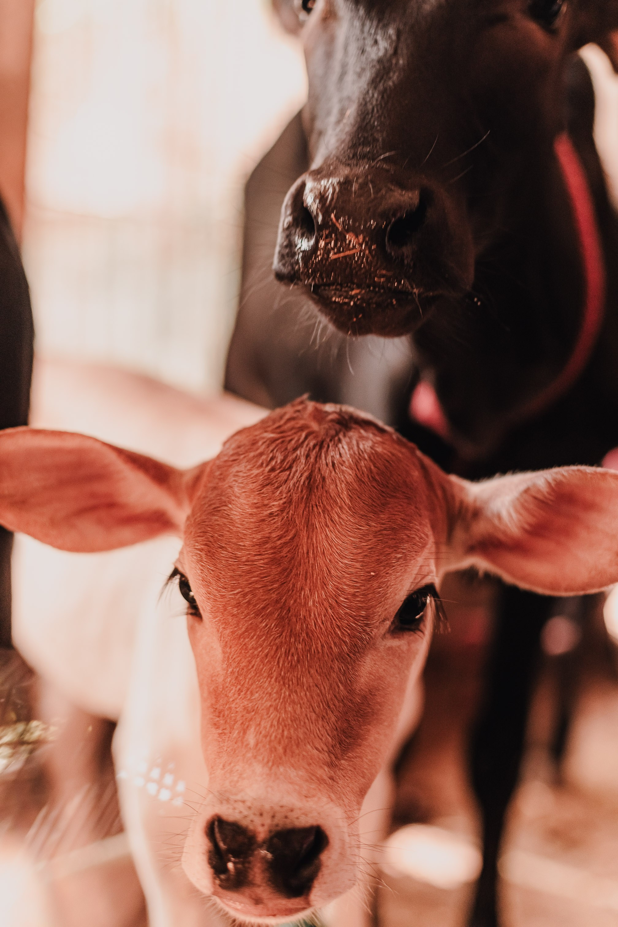 Devraha Baba Ji Ashram in Vrindavan. Мариам Багдасарян
