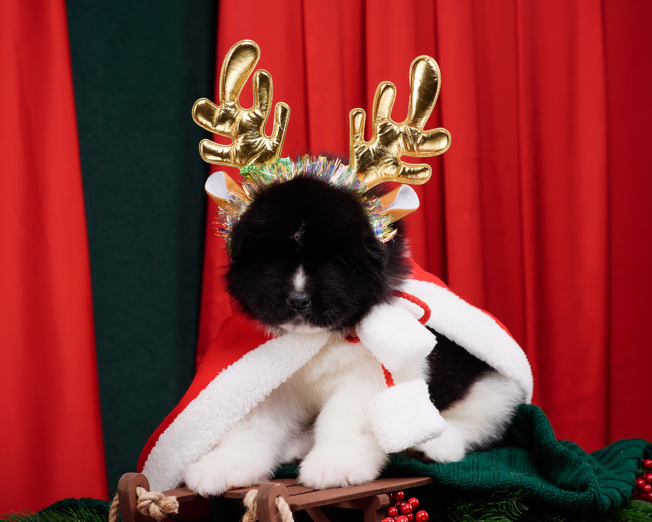 Щенки Американской Акиты. Фотограф — Анималист | Анна Абрамова