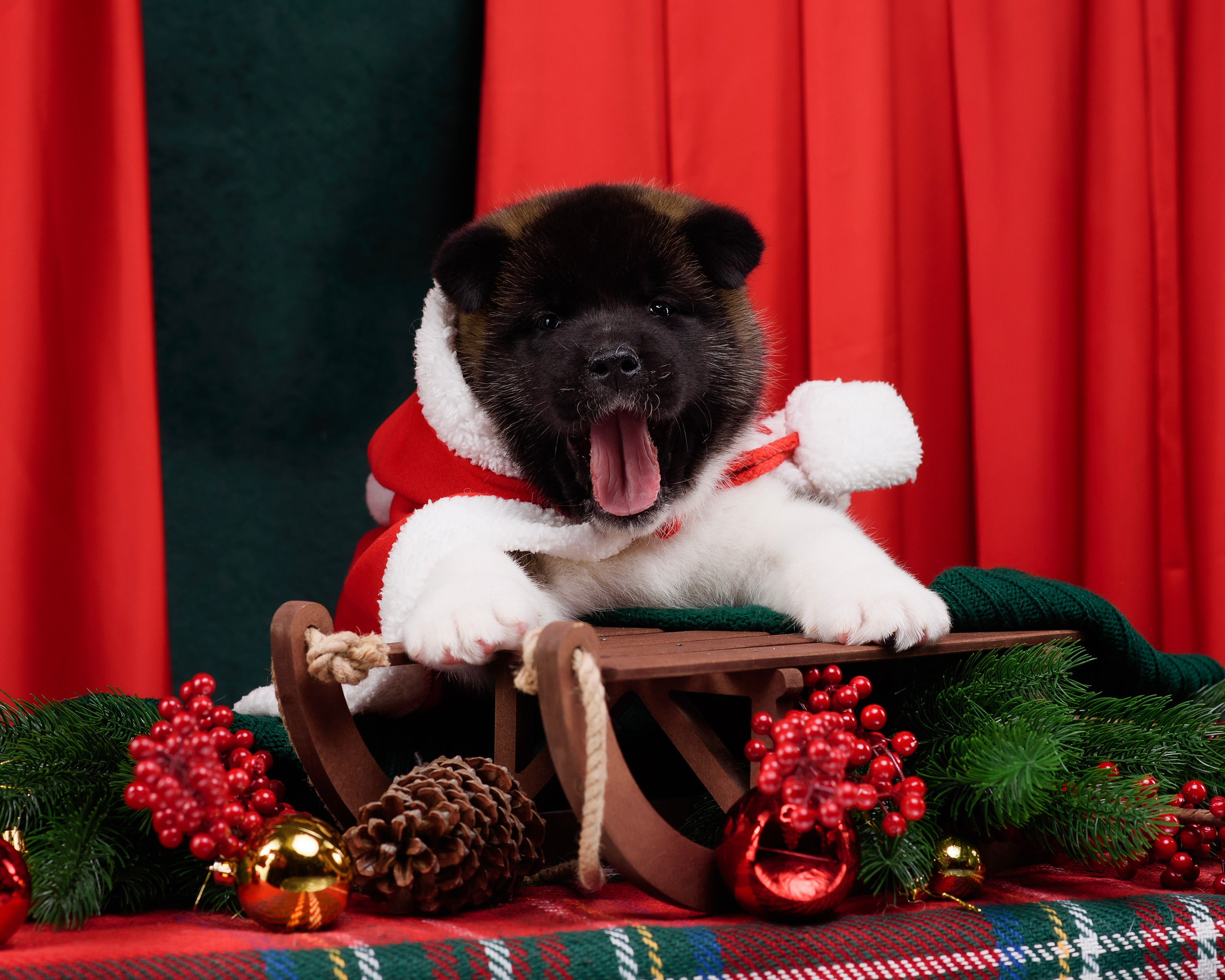 Щенки Американской Акиты. Фотограф — Анималист | Анна Абрамова