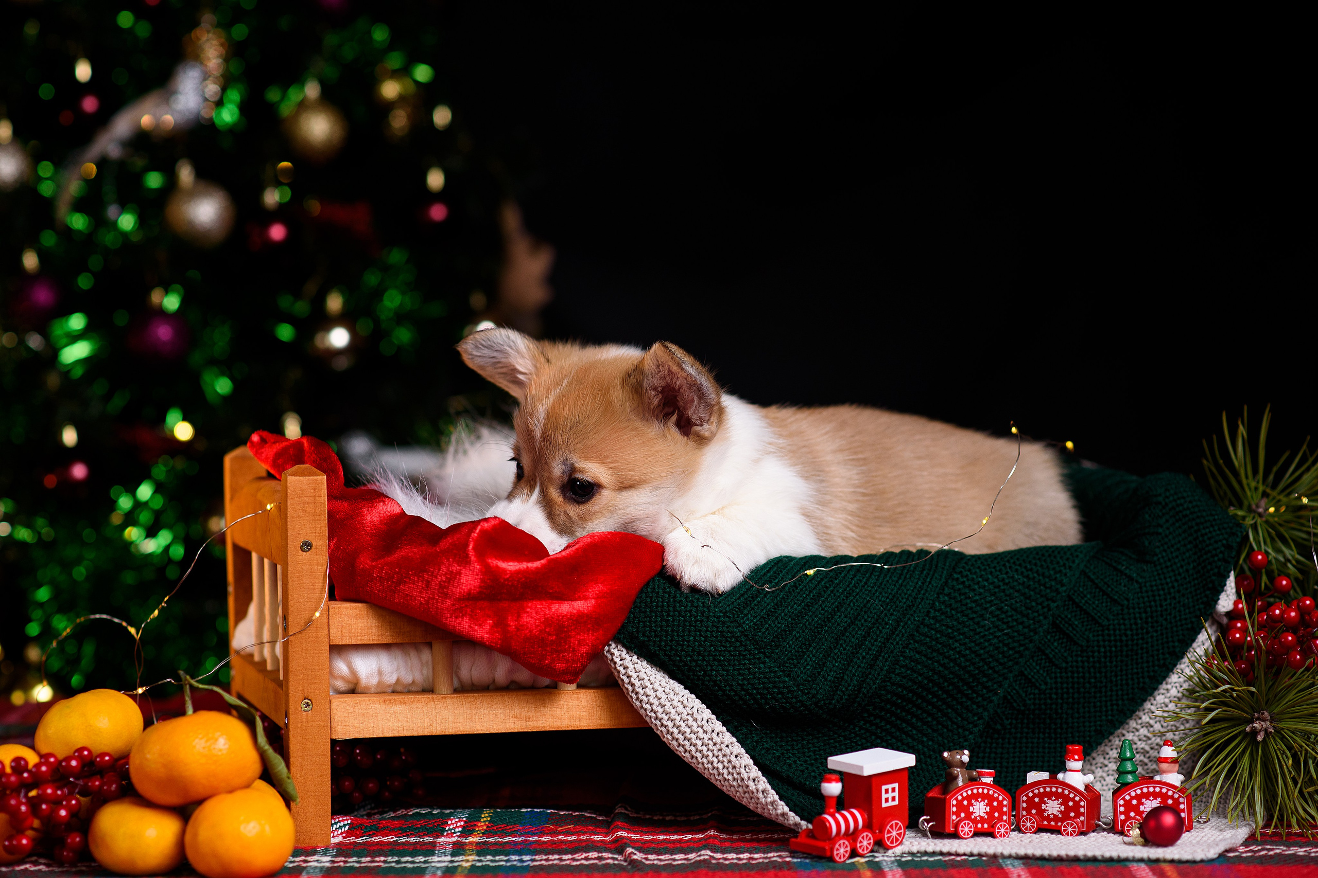 Щенки вельш корги пемброк. Фотограф — Анималист | Анна Абрамова