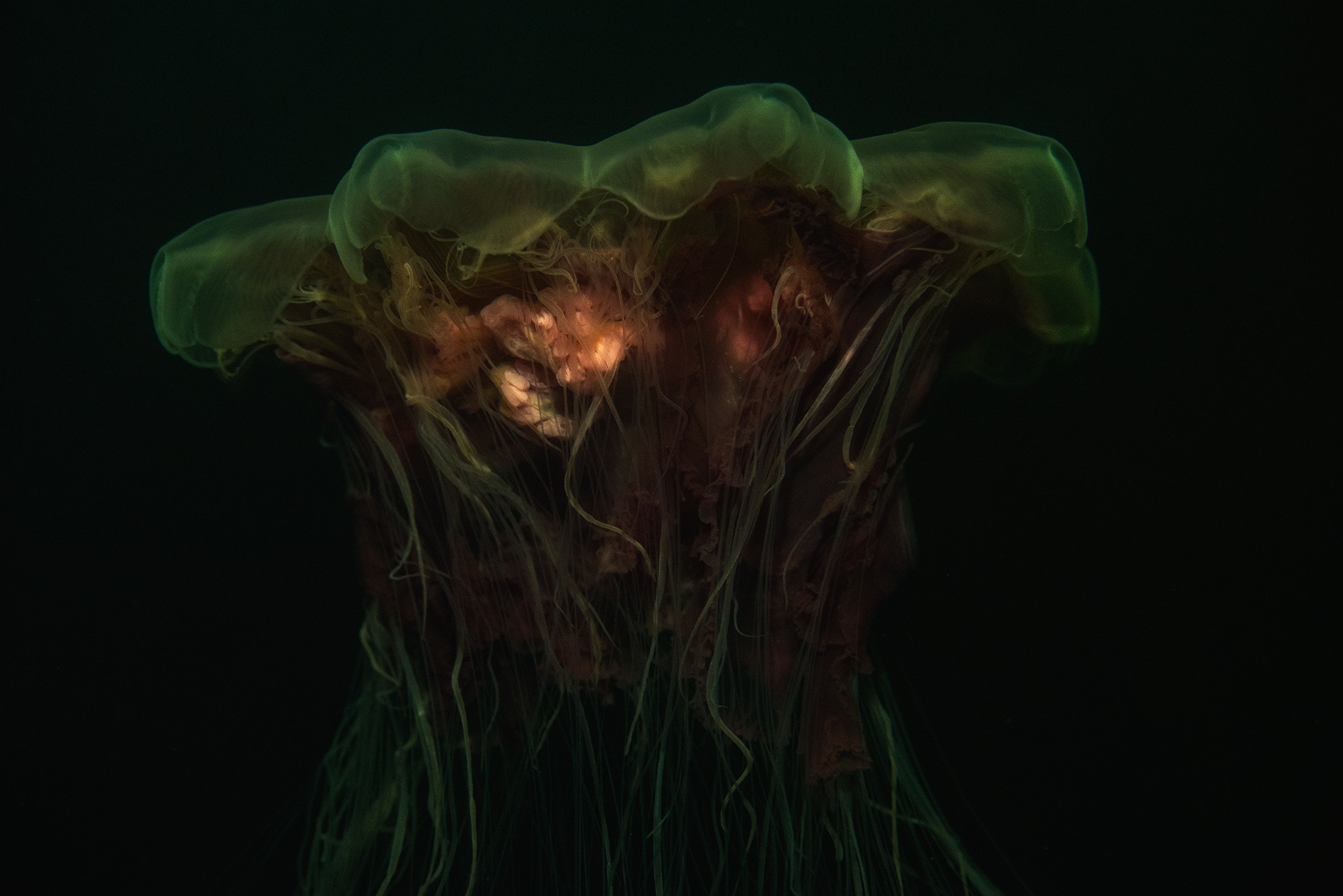 Подводная фотосъемка в бассейне. Профессиональная фотосъемка. Ростов-на-Дону