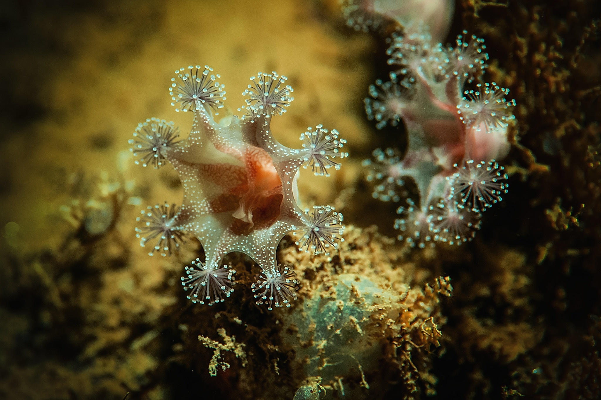 Подводная фотосъемка в бассейне. Профессиональная фотосъемка. Ростов-на-Дону