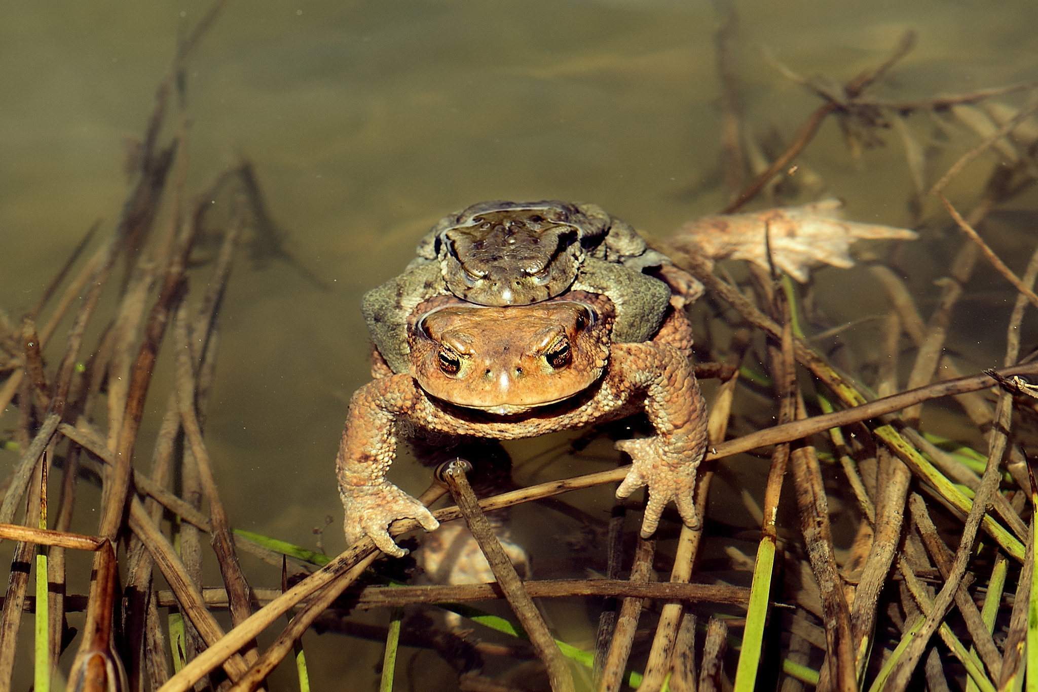 Пейзажи фотографа Андрея Кривошеина. Профессиональная фотосъемка. Ростов-на-Дону