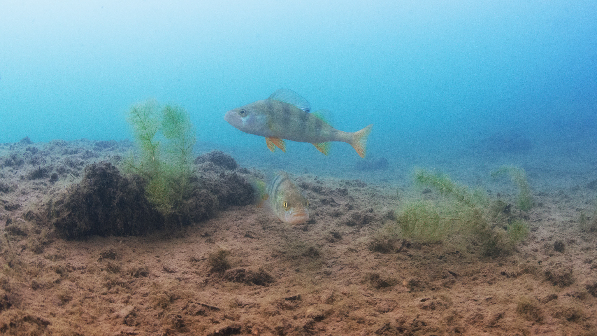 Подводная фотосъемка в бассейне. Профессиональная фотосъемка. Ростов-на-Дону