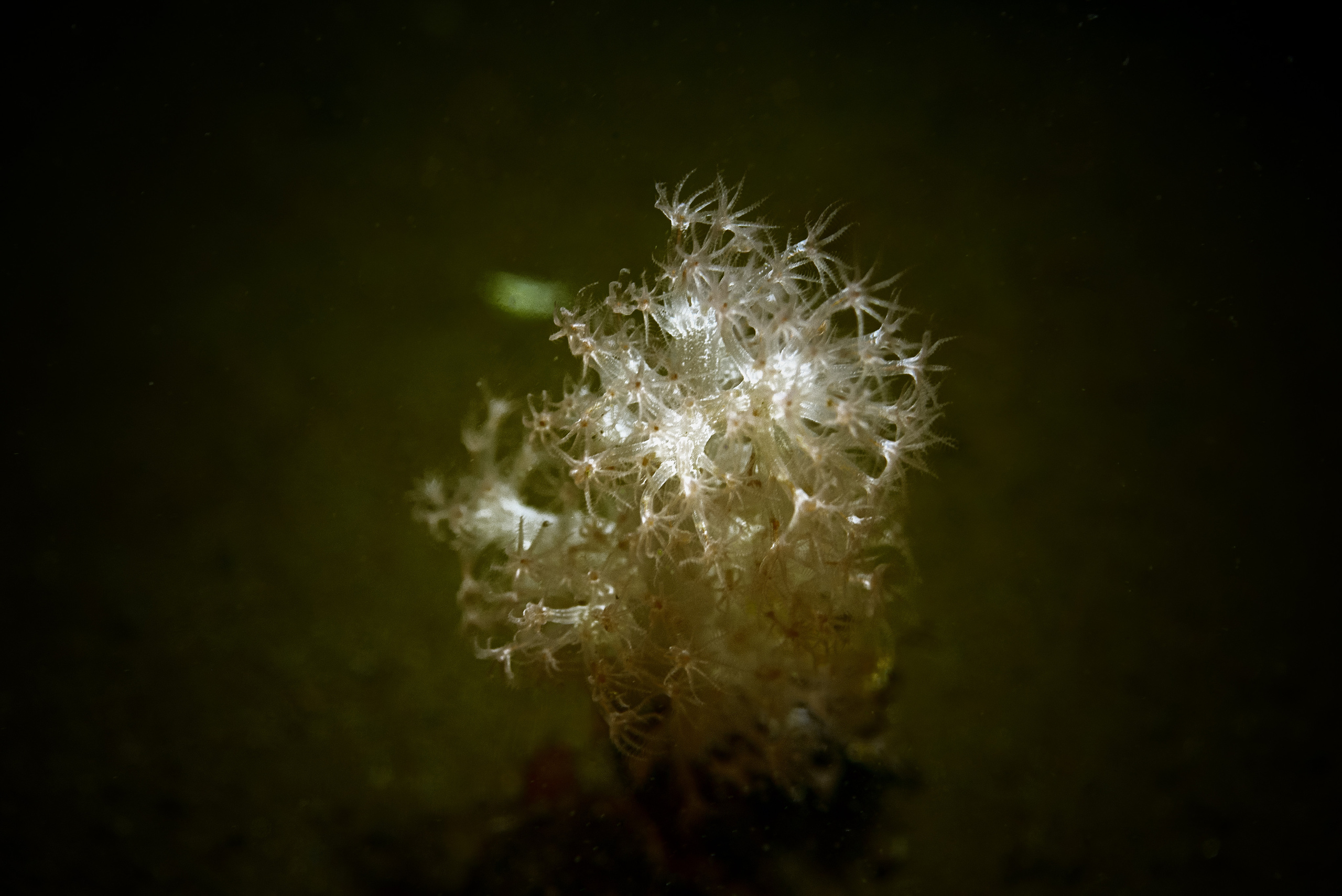 Подводная фотосъемка в бассейне. Профессиональная фотосъемка. Ростов-на-Дону