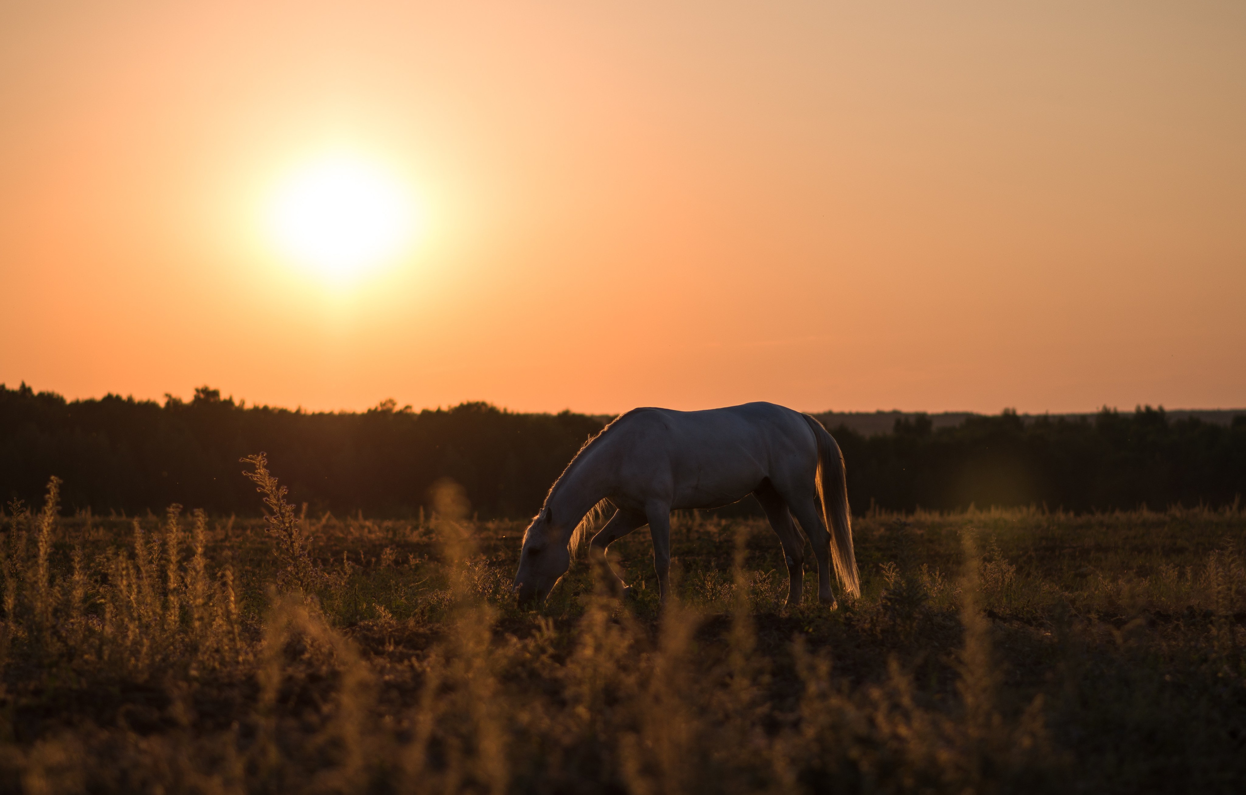 Кристина и Илья, Каспиец и Багрец. Конный фотограф в Саратове Юлия Иванова