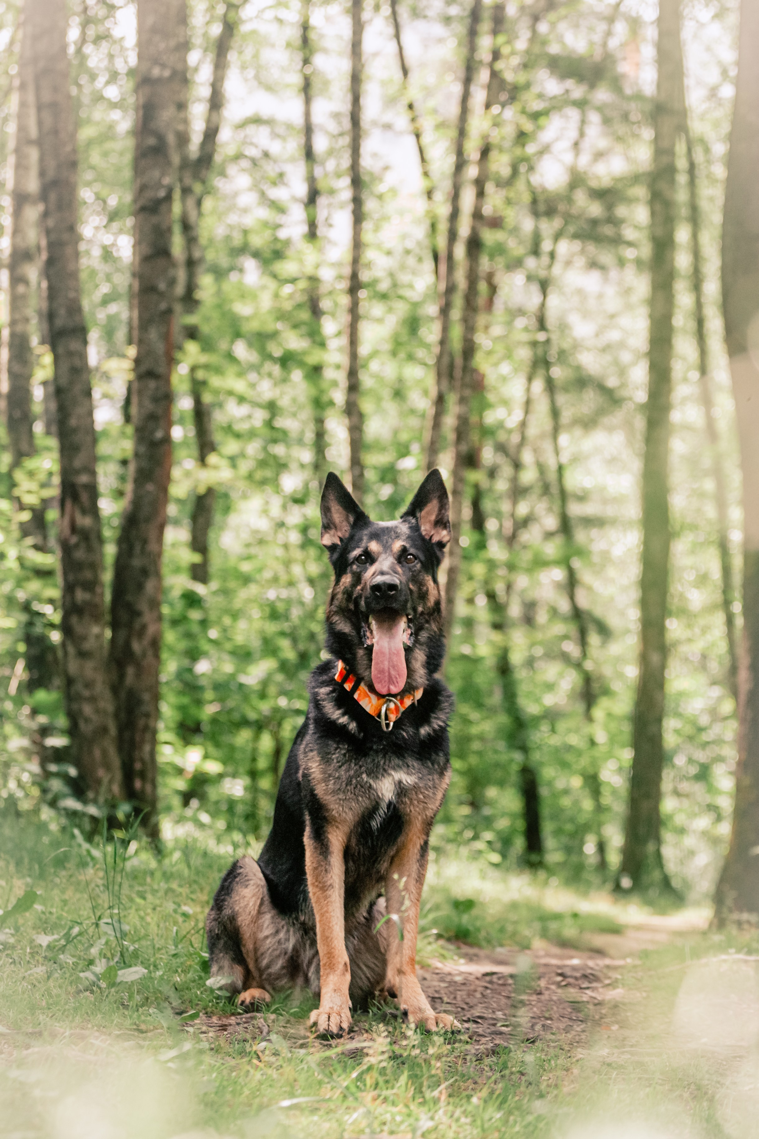 Лесная летняя фотопрогулка. Фотограф-анималист Татьяна Степанова