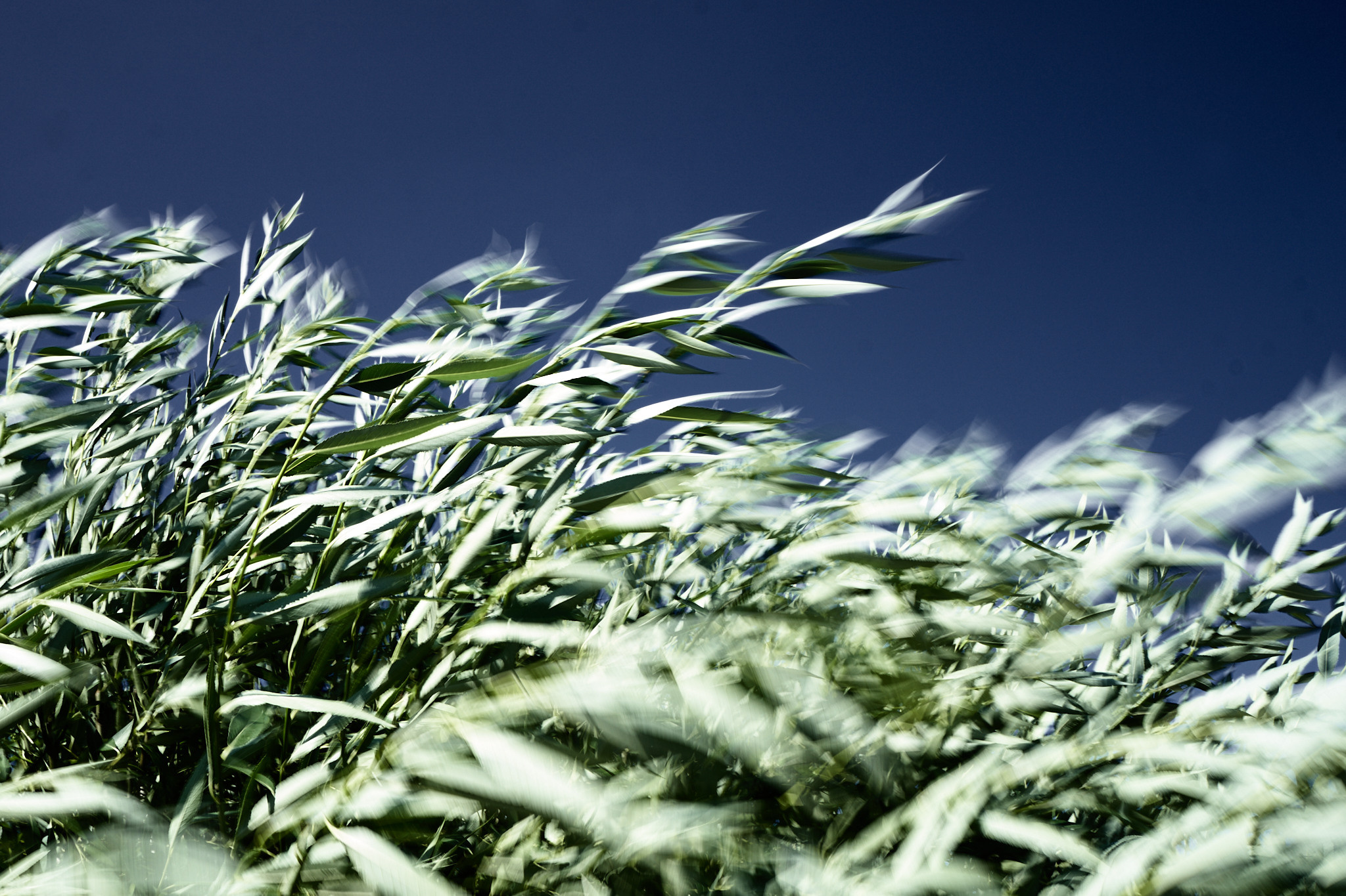 Увидеть ветер