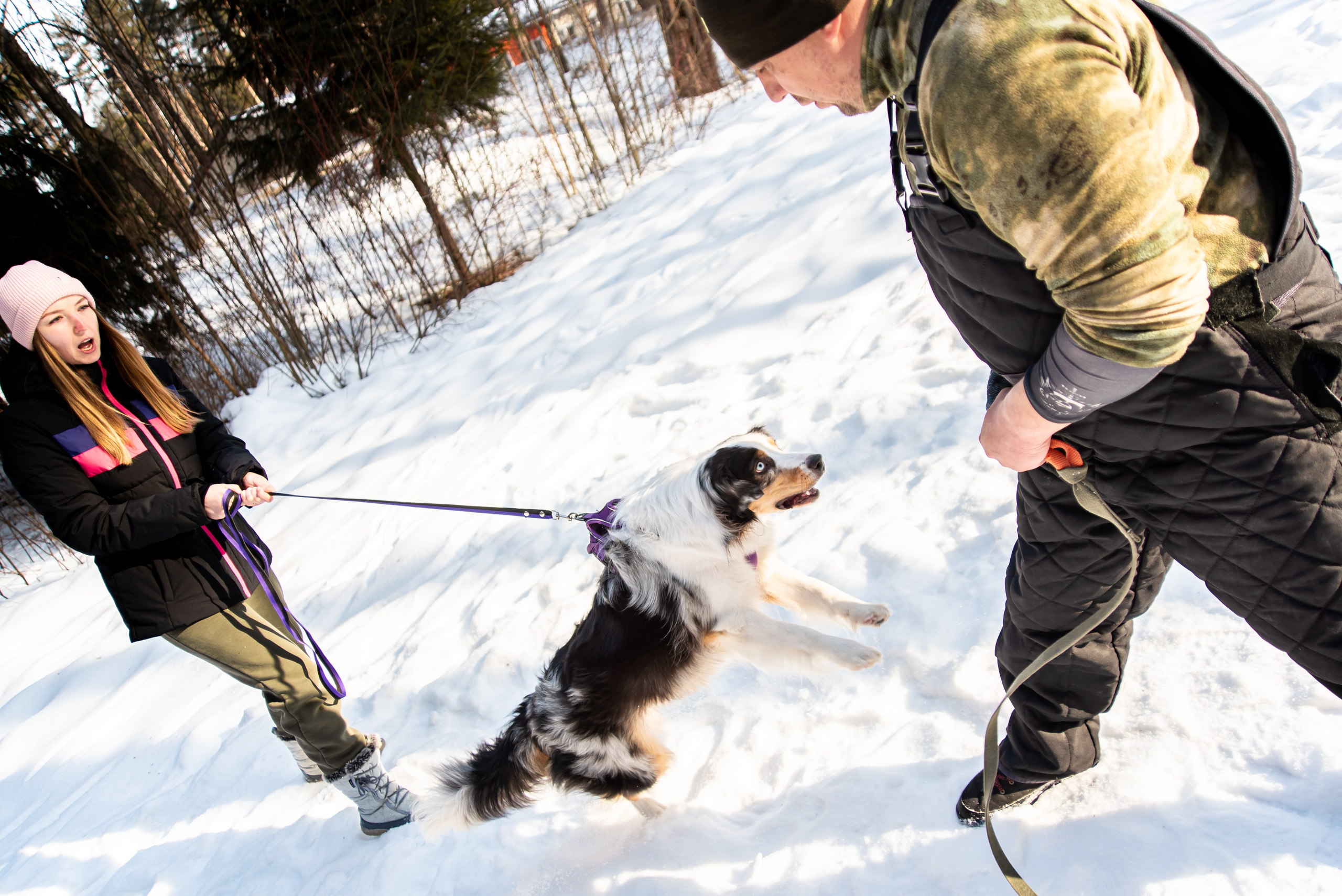 Фотосъёмка с собаками в Кинологическом лагере. Фотограф Макс Огурцов в Нижнем Новгороде