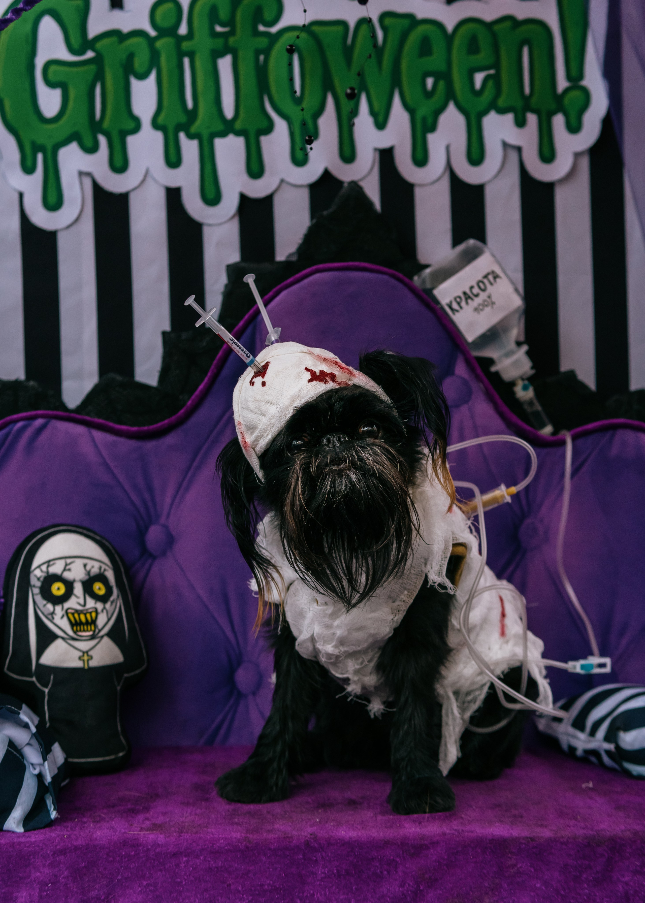 Тематическая встреча породников «Griffween». Фотограф-анималист Ксения Воробьева, Москва