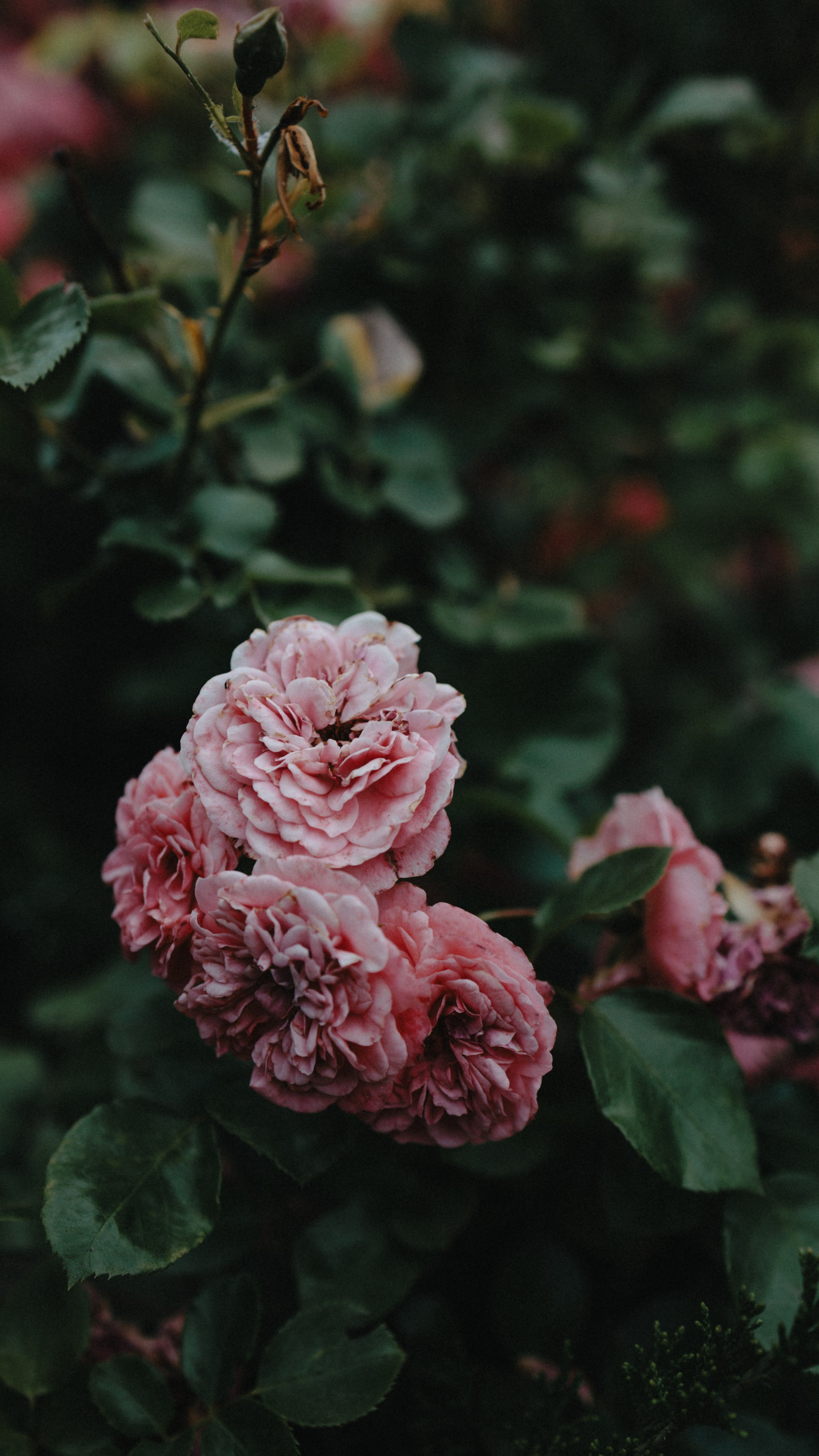 Заставки на телефон. Семейный фотограф в Белгороде