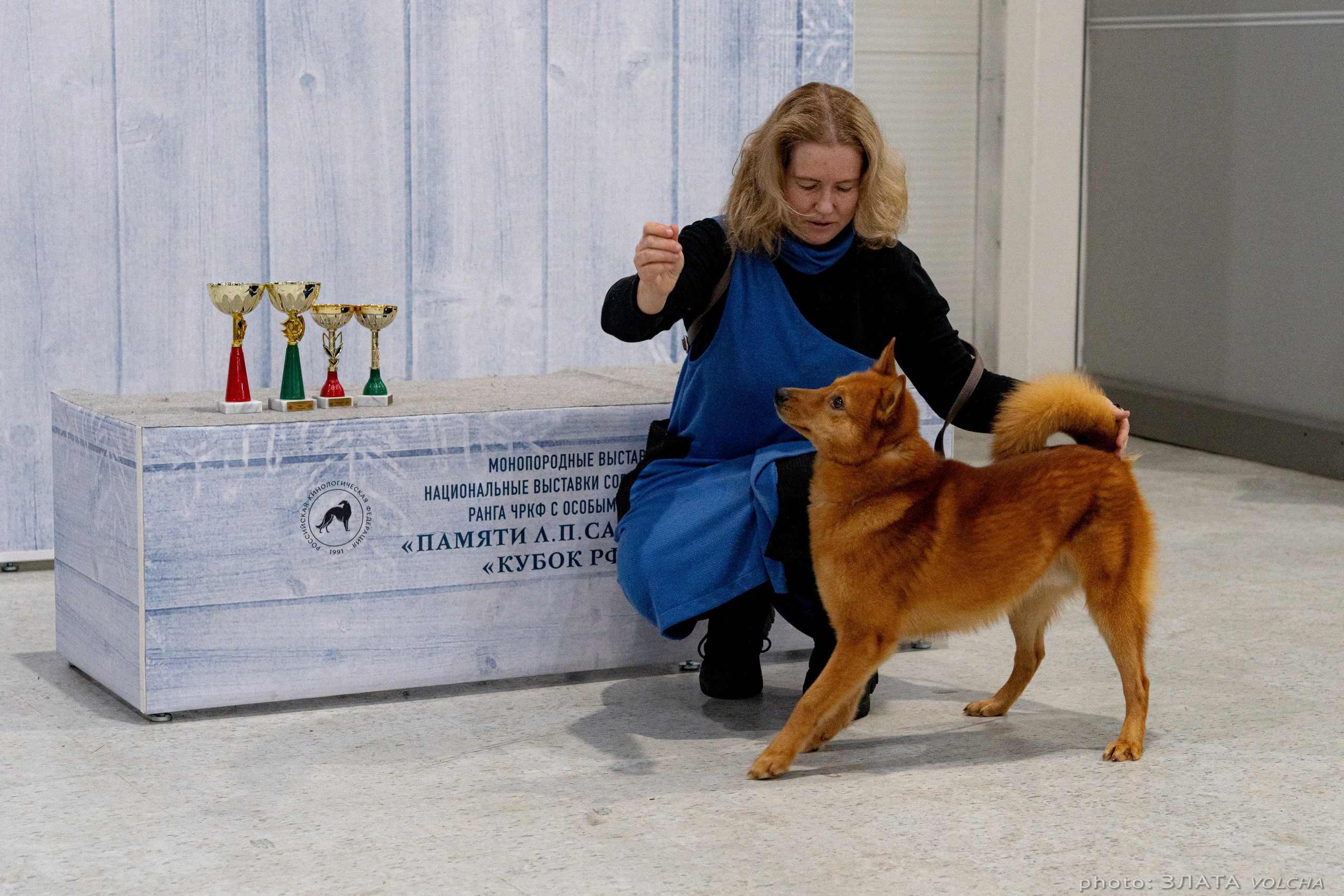 Животные. Фото, видео, монтаж