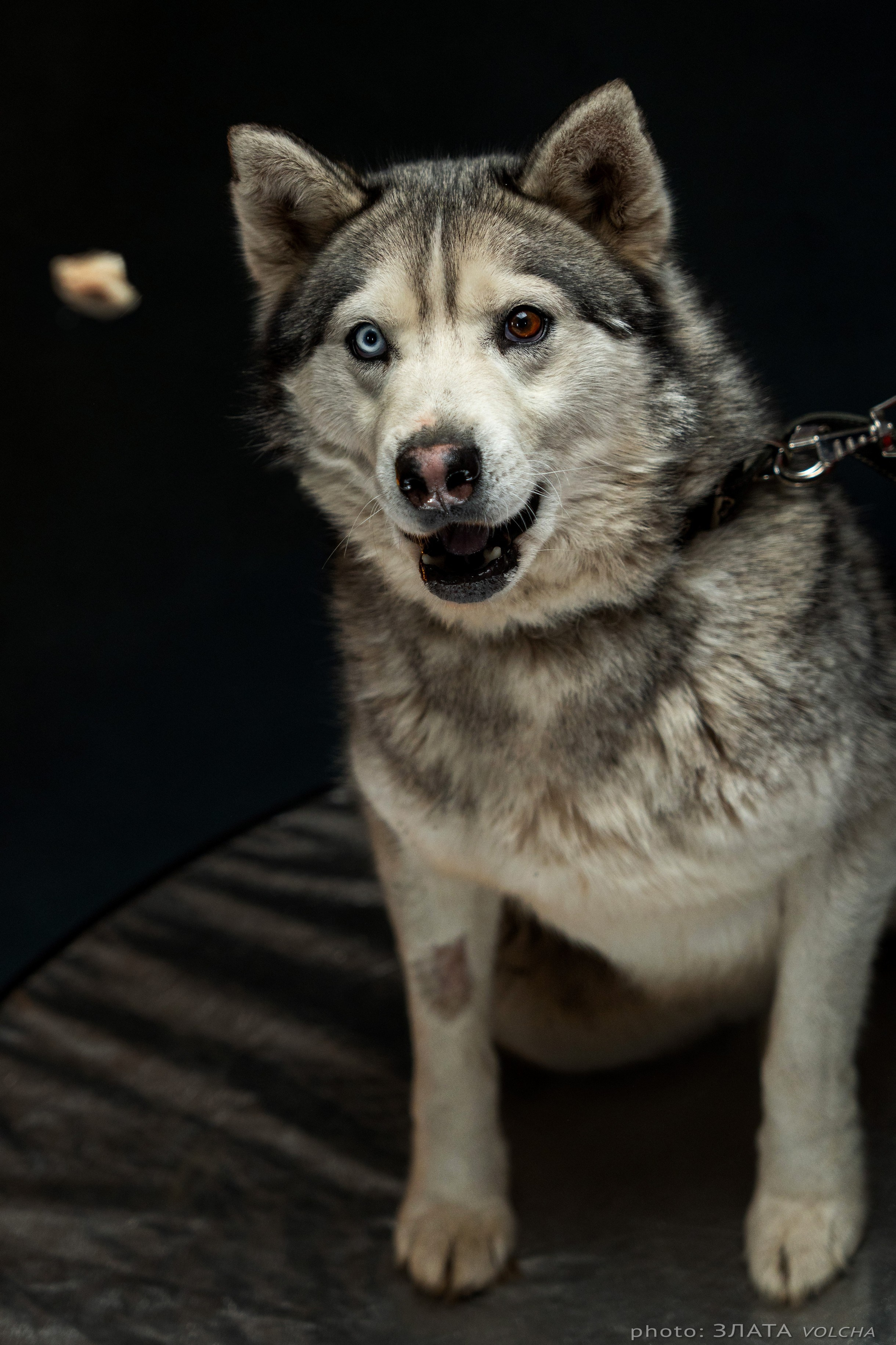 Собаки в студии. Фото, видео, монтаж