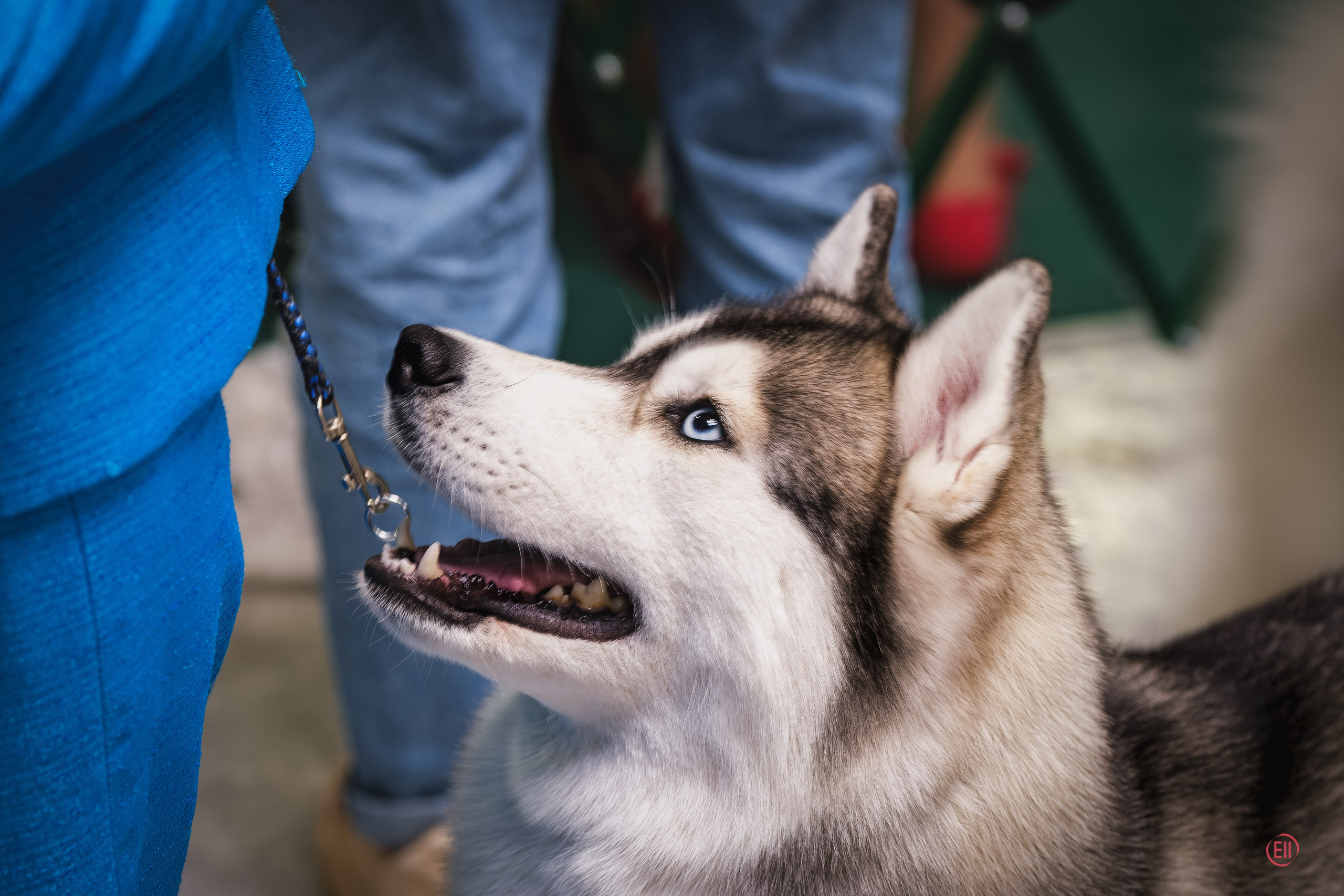 Друг человека. Фотограф в Москве